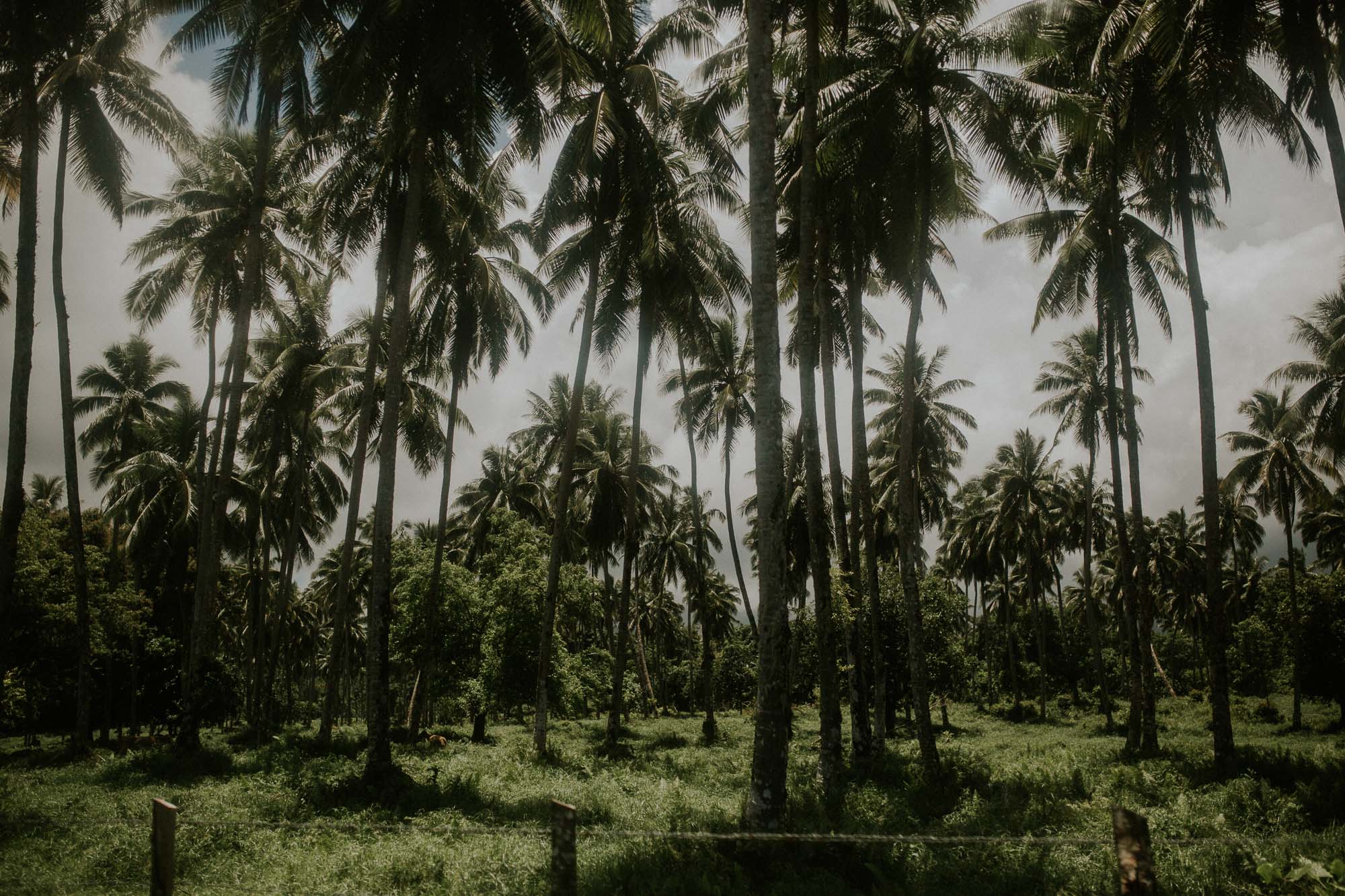 Palms