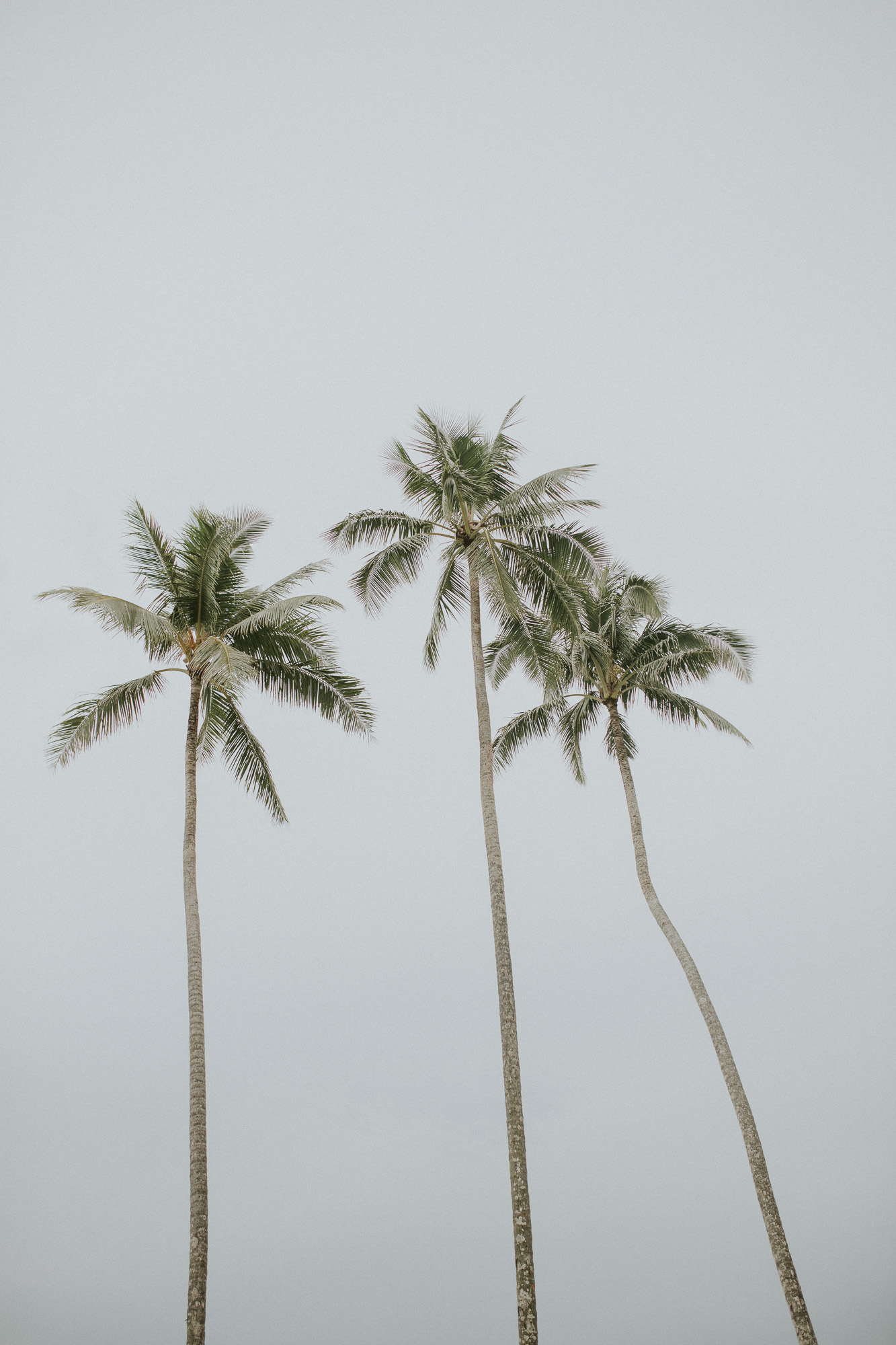 tall Palms