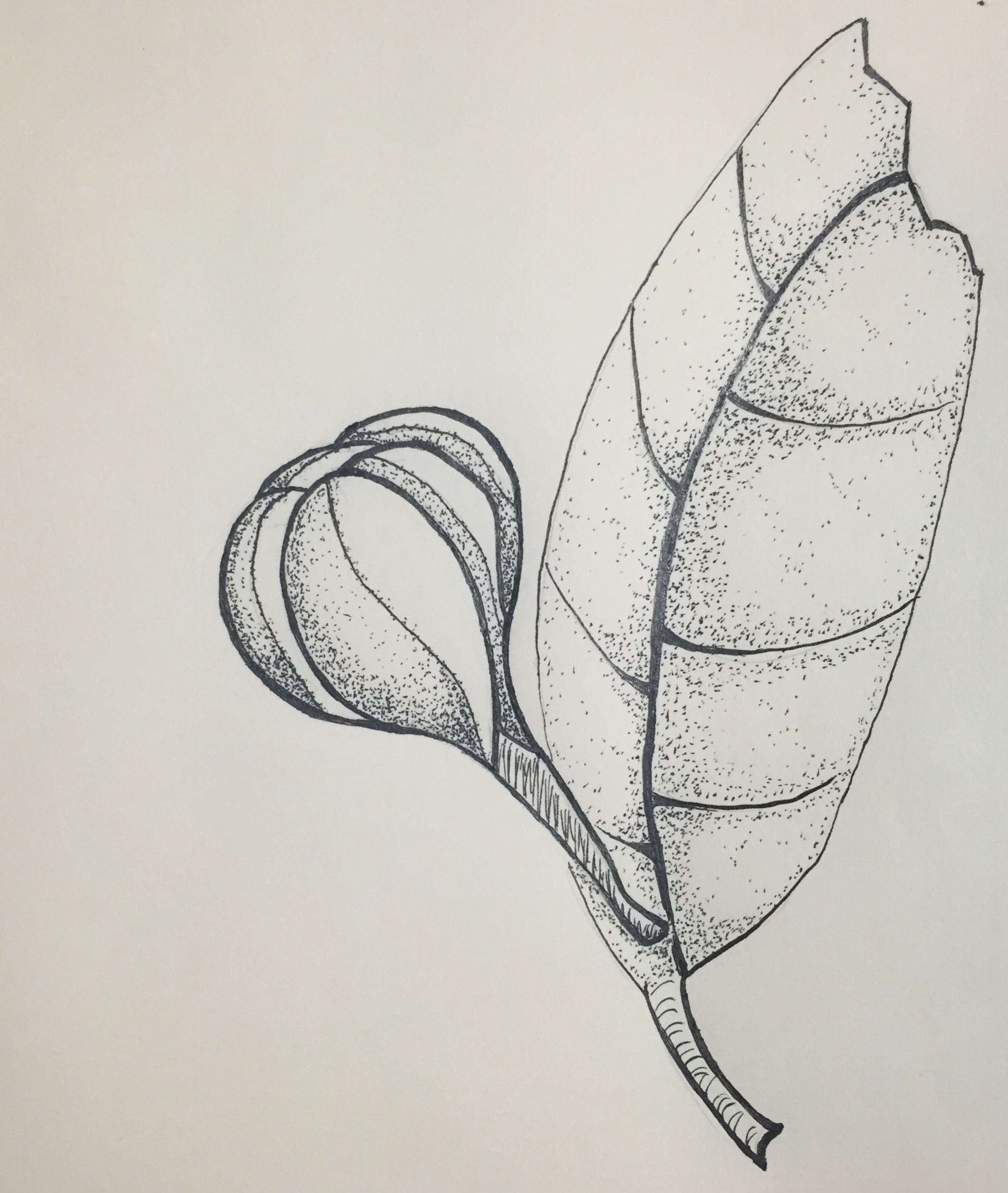 Me and My Ukulele(s)