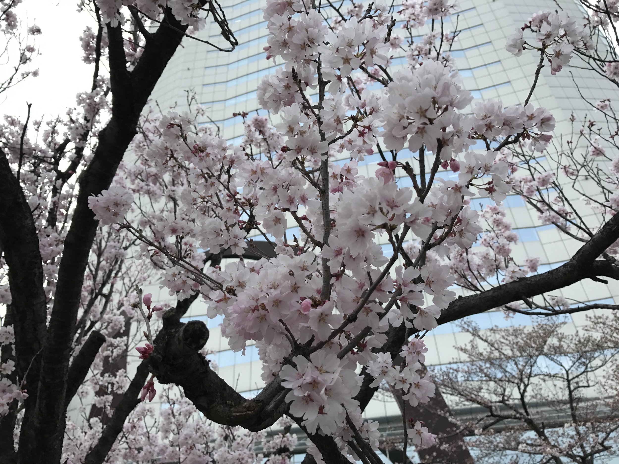 Oh Hanami!