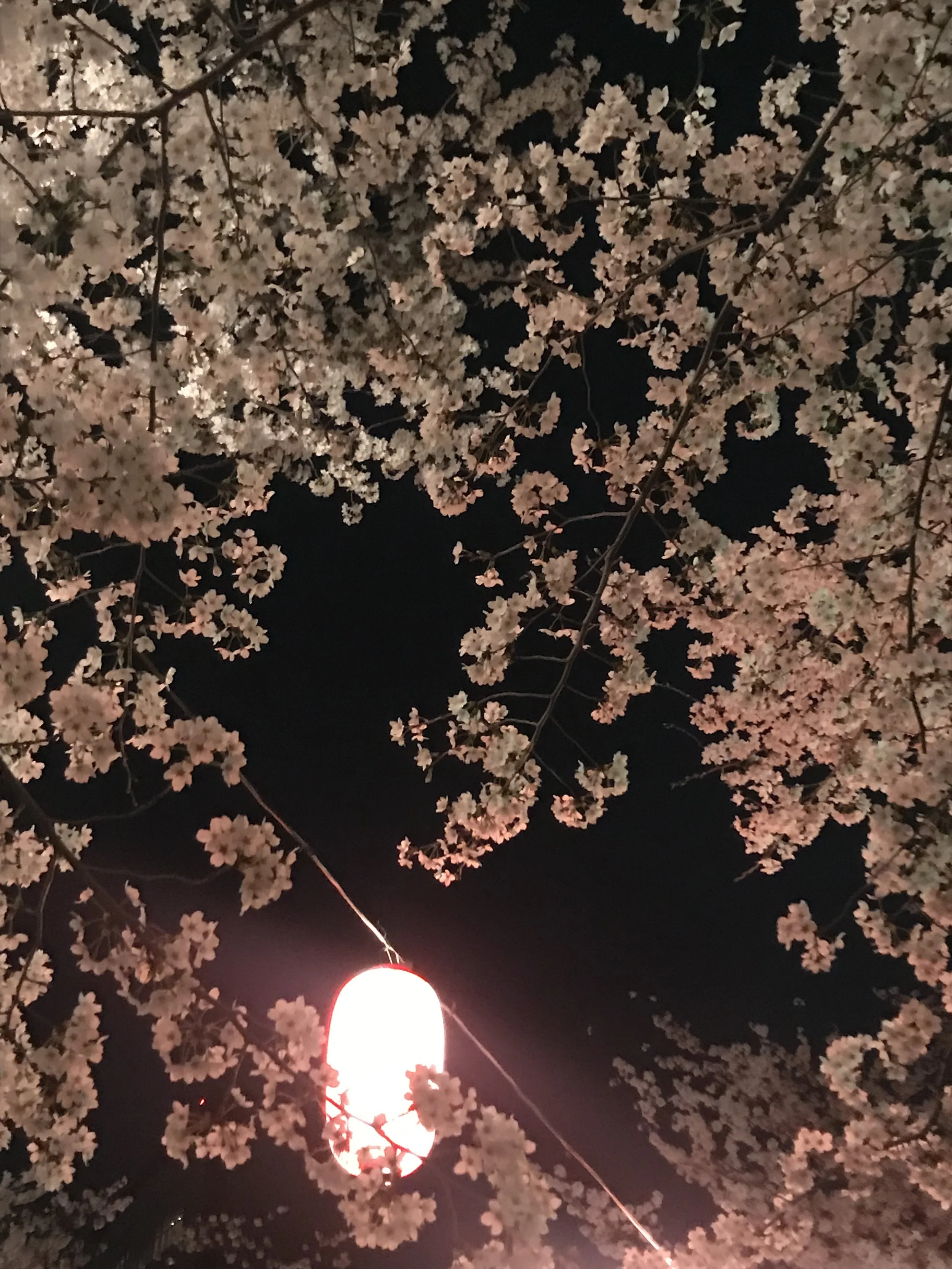 Spring in Japan: A Time of Farewells and New Beginnings