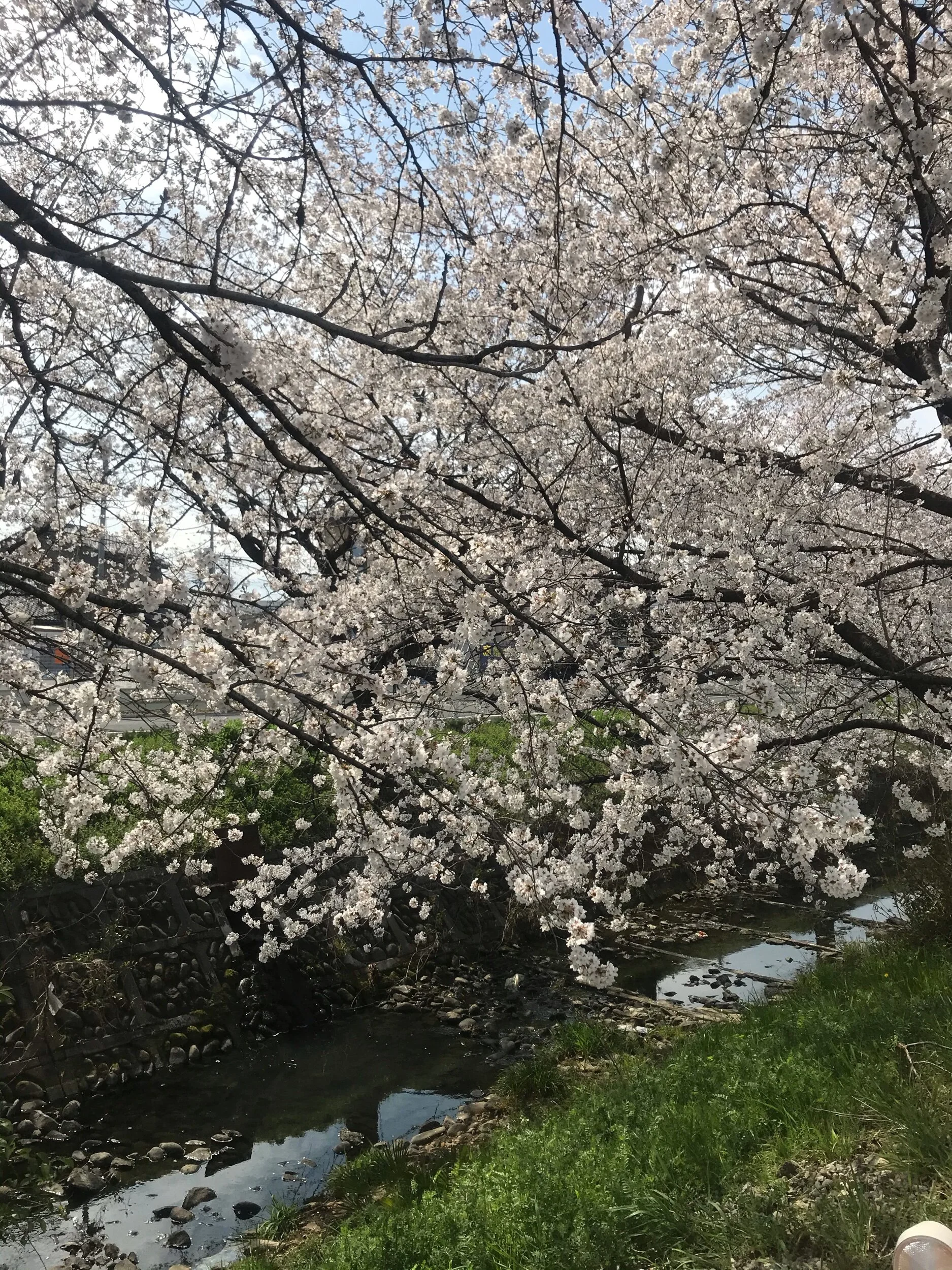 Celebrating the Good in My Life