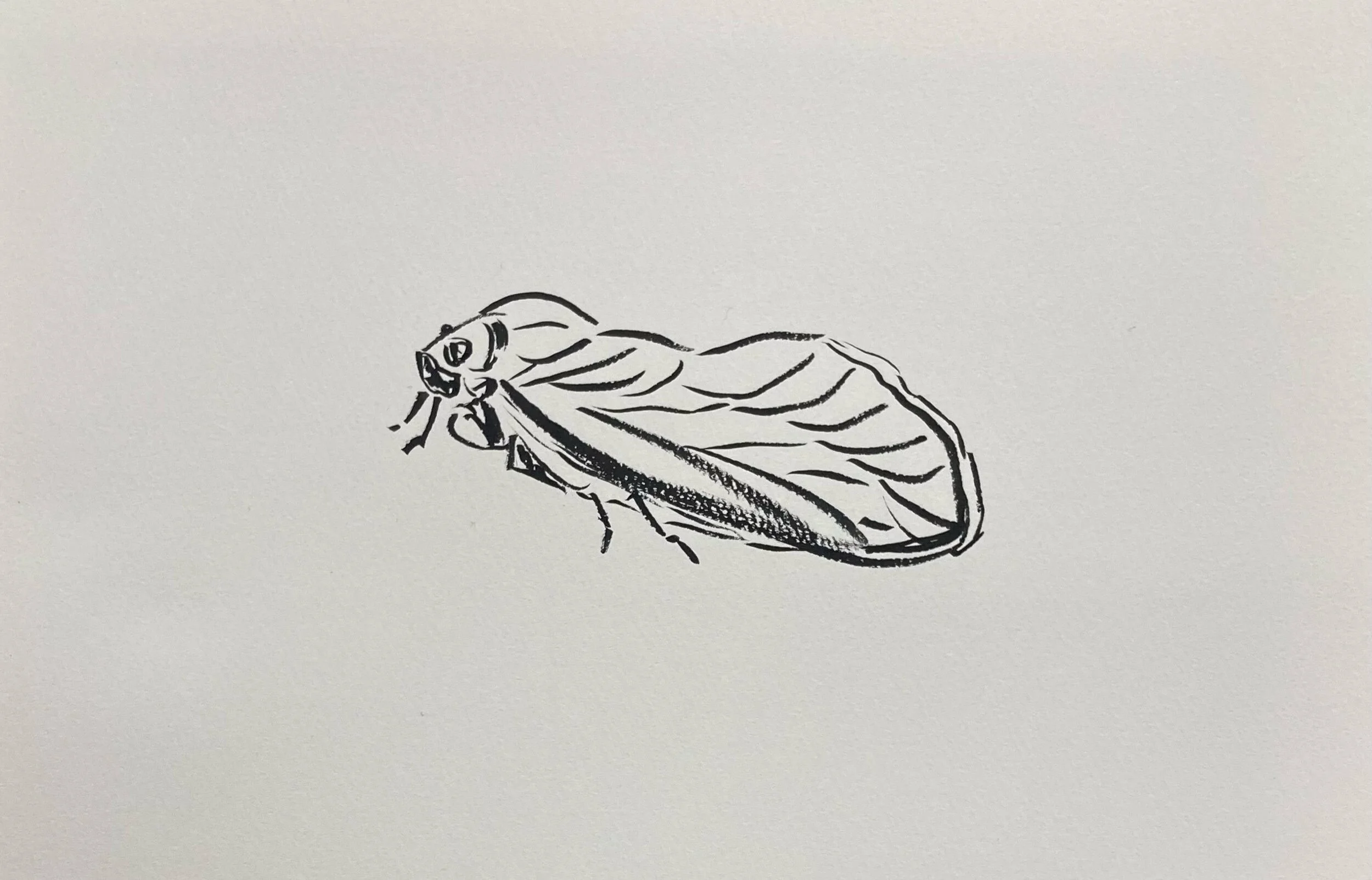 Pandemic Frustrations