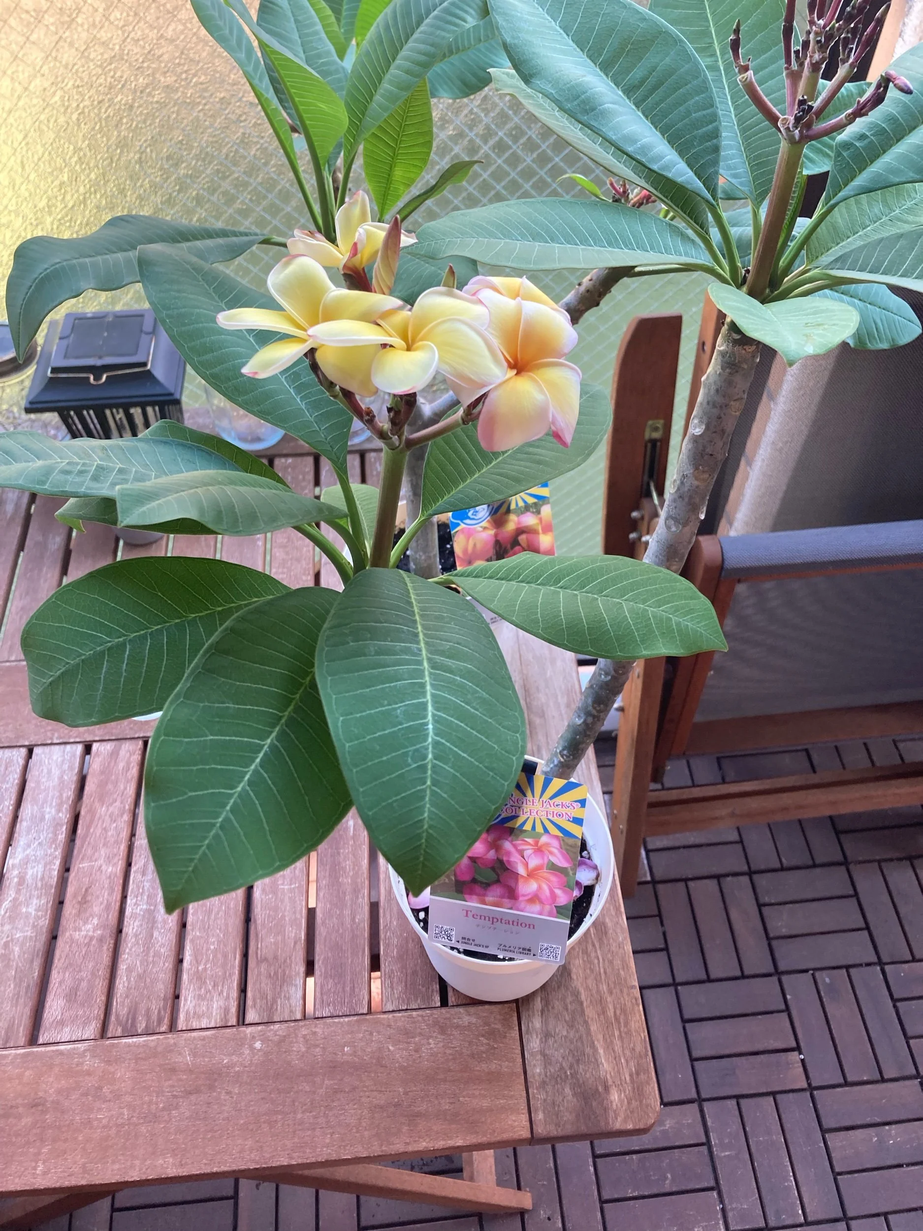 Upcoming Workshop with Black Lawrence and Scheduling More Hangouts