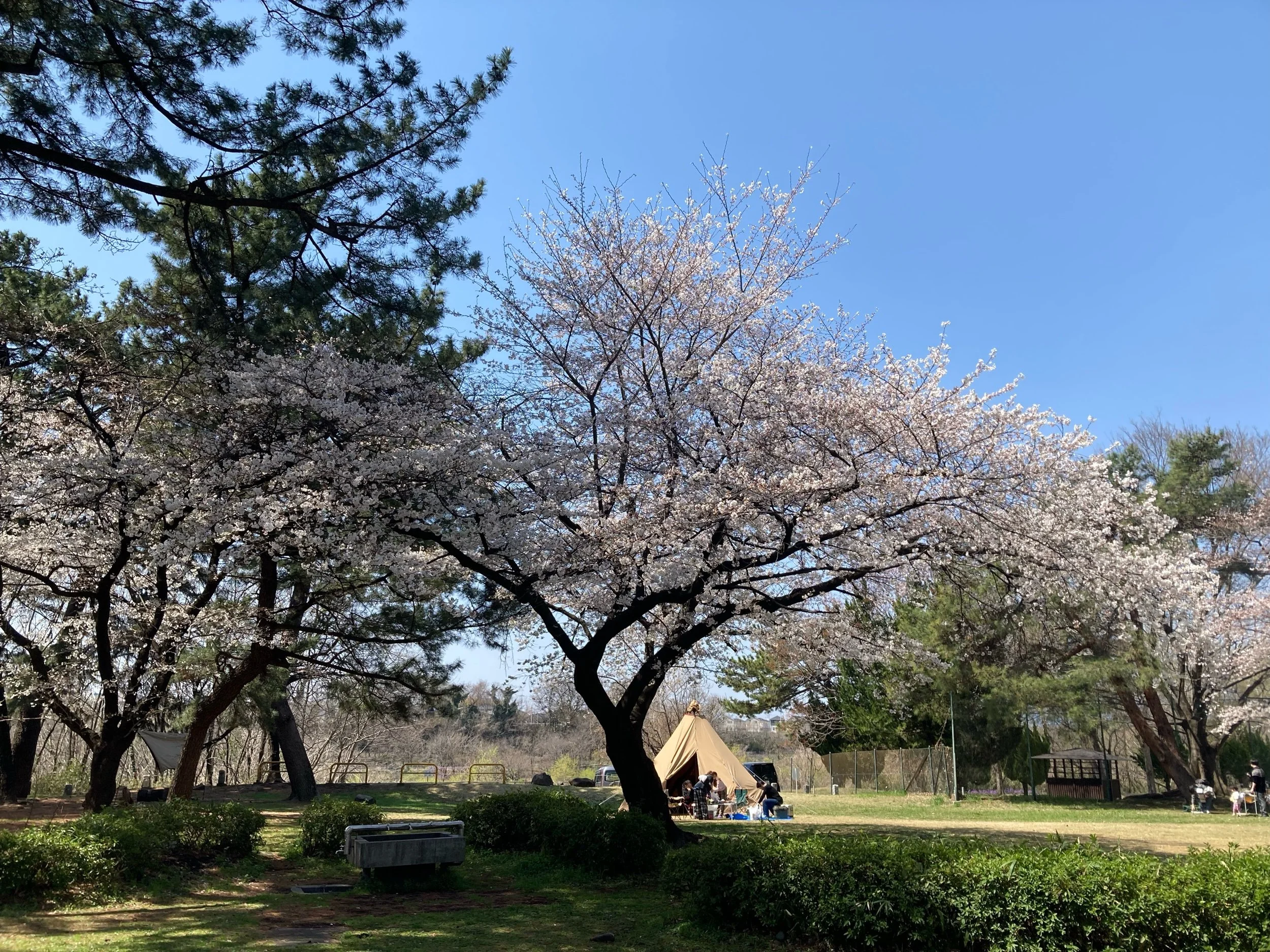 Get in Your Submissions to Gooseberry Pie and What's Next