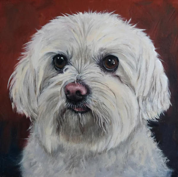 Graci, Coton de Tulear, 8"x8" oil