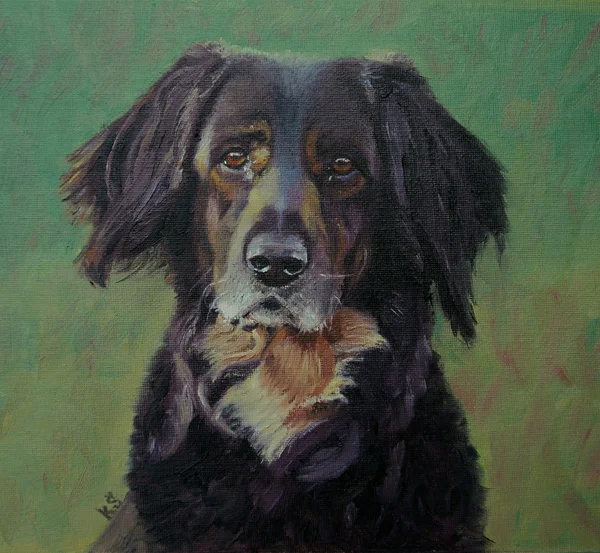 Arna, Hovawart, 9"x9" oil