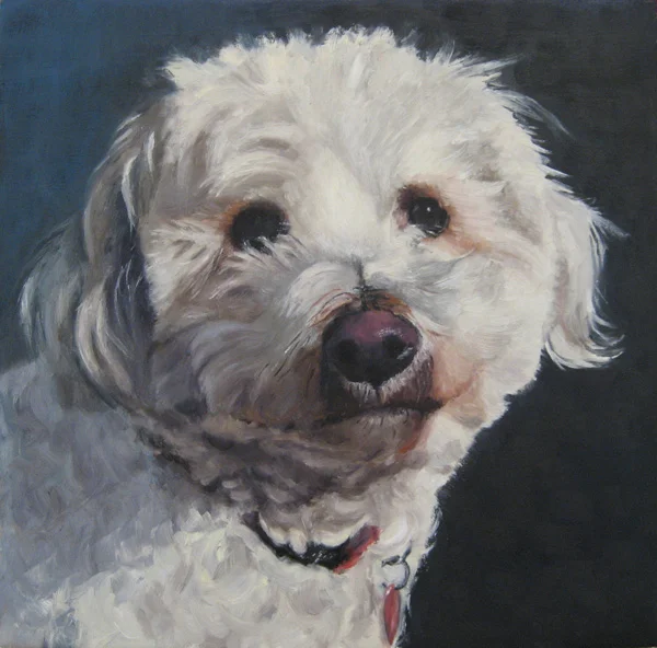 Cody, Bichon & Poodle mix, 8"x8" oil