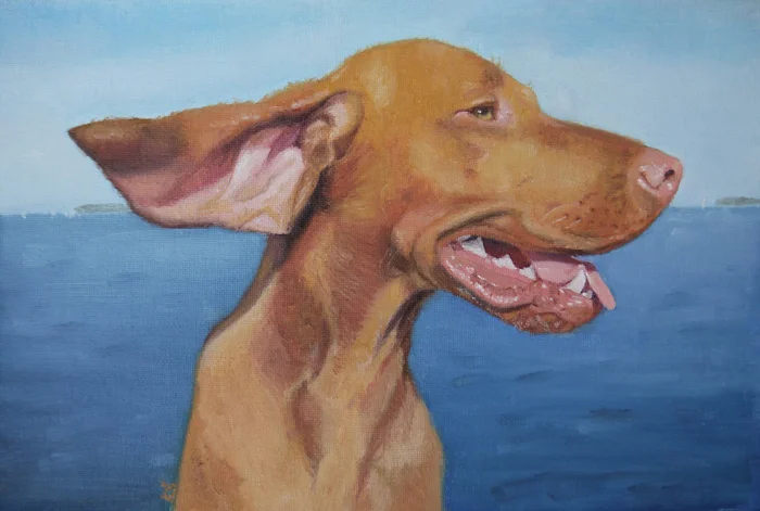 Brock, Vizsla, 8"x12" oil