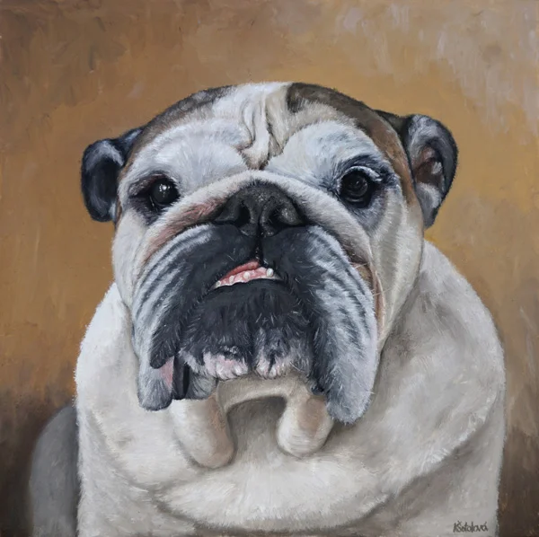 Simone, Bulldog, 12"x12" oil