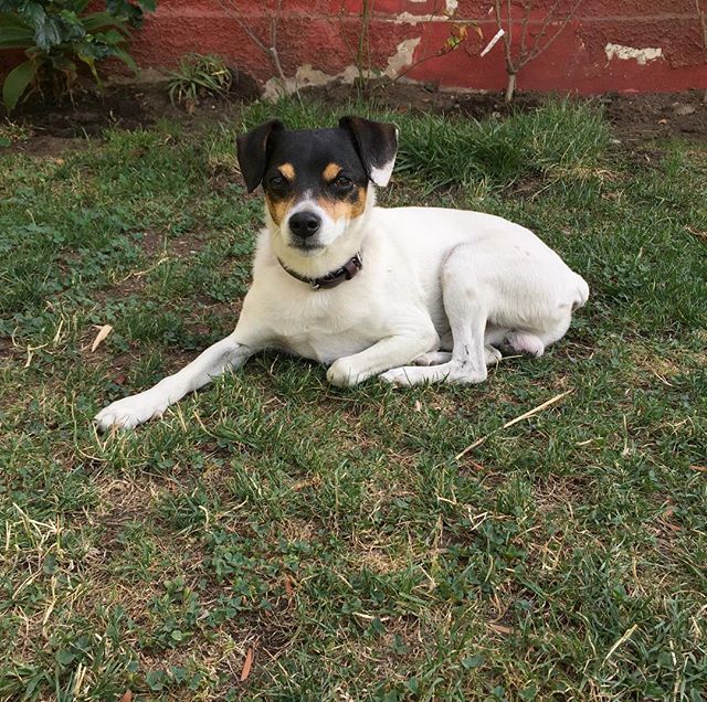 Ferm&iacute;n de 10 a&ntilde;os.
#siemprejoven, #doggy, #foxterrier
