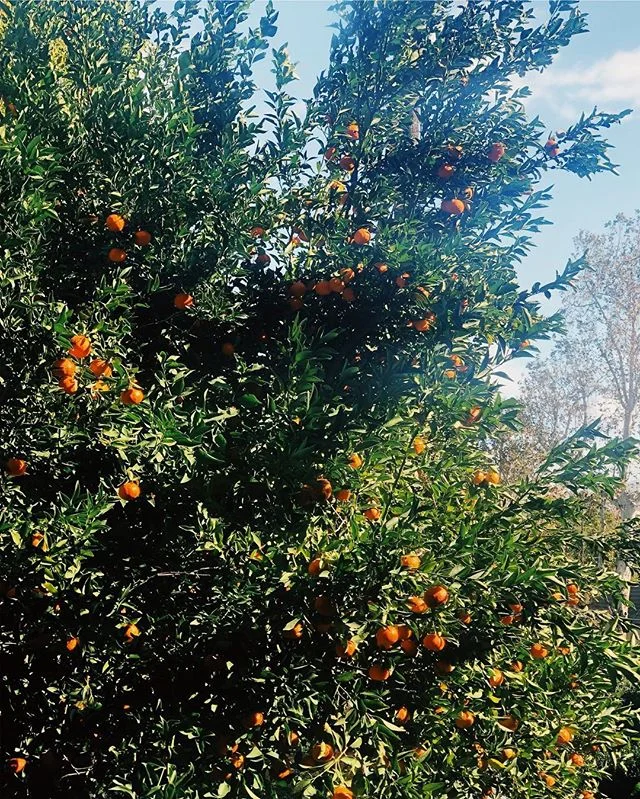 Tangerine time. What should I bake with a zillion lemons? 🍋🍊