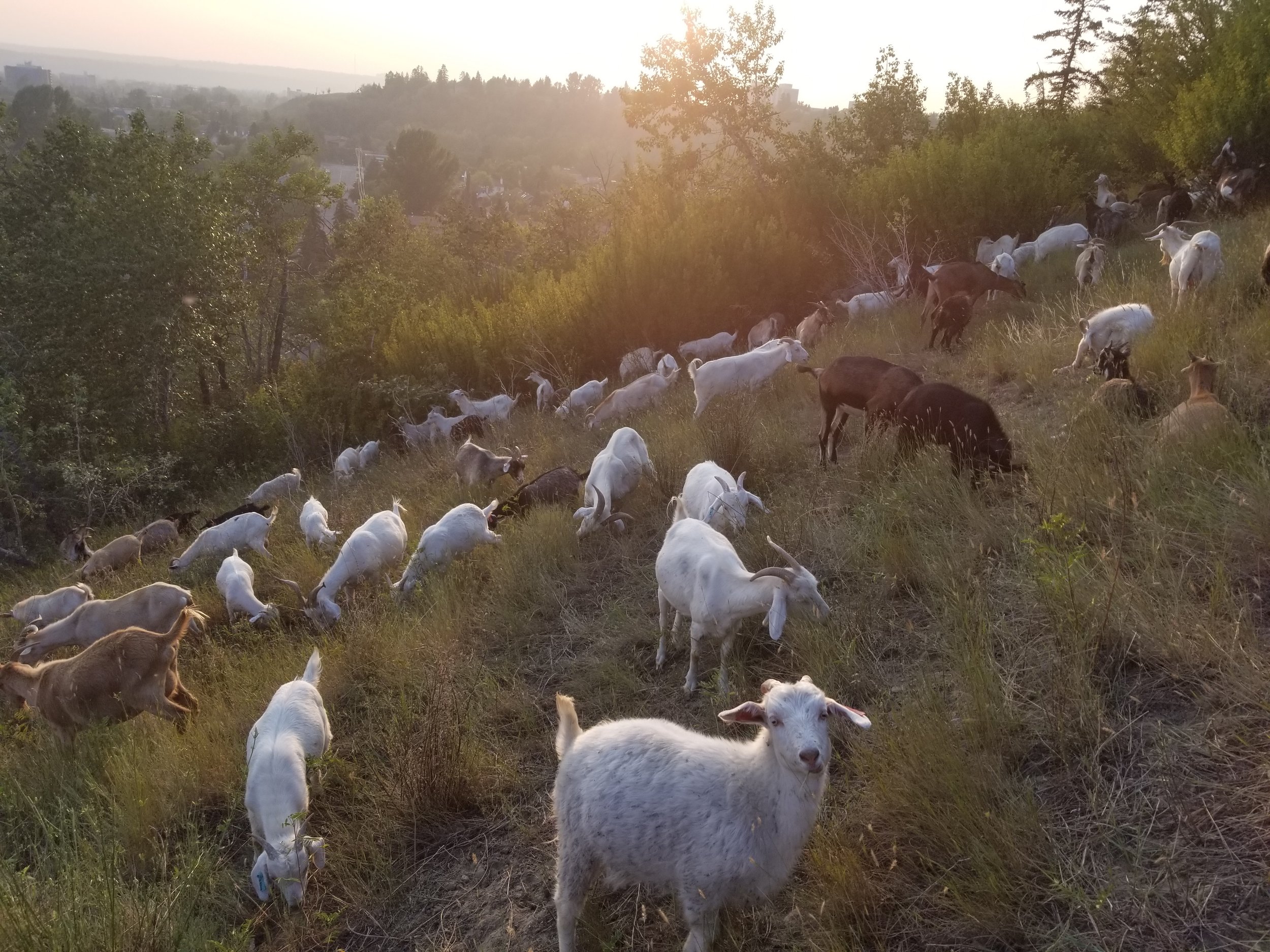 goats22.jpg