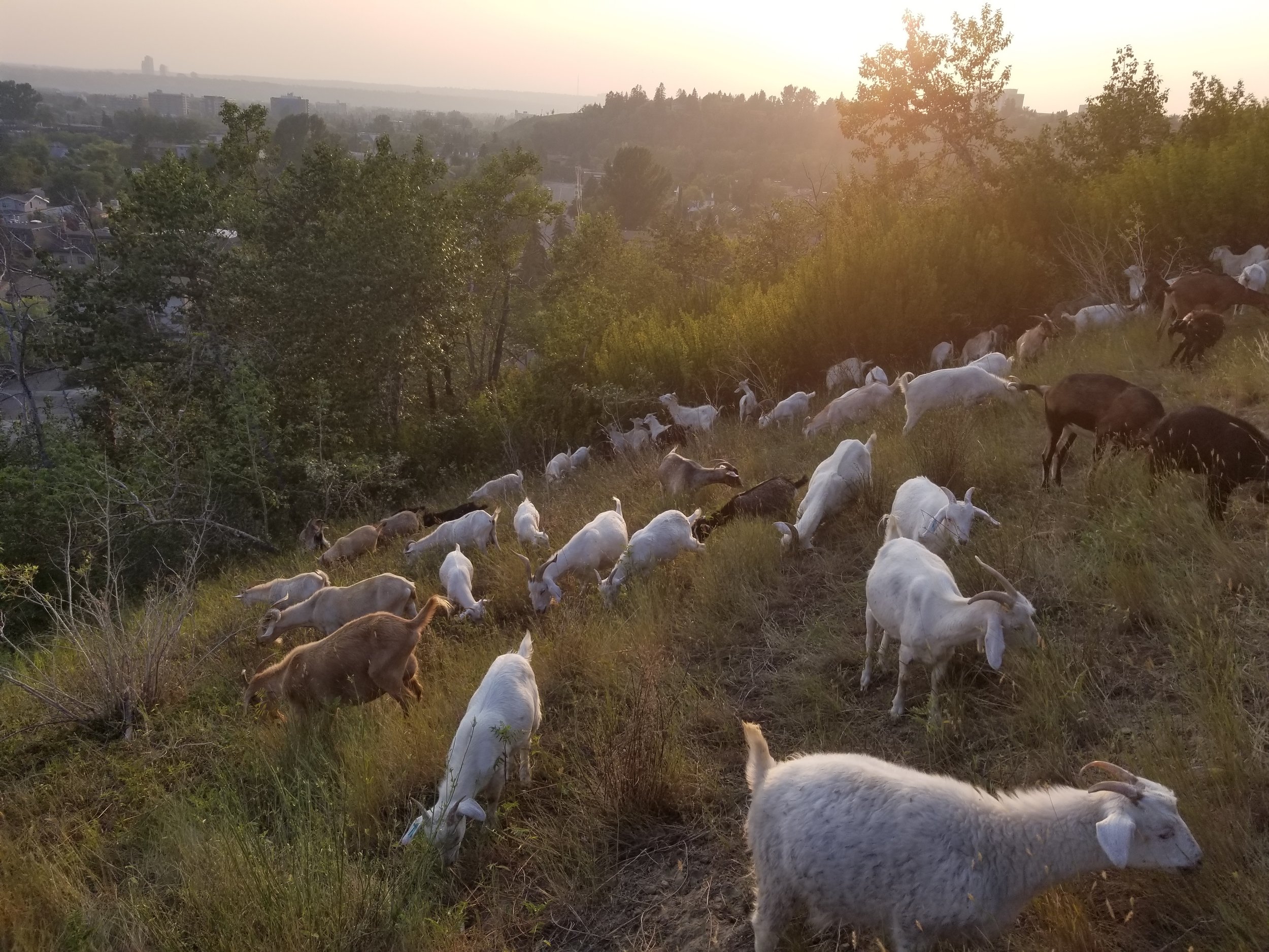 goats33.jpg