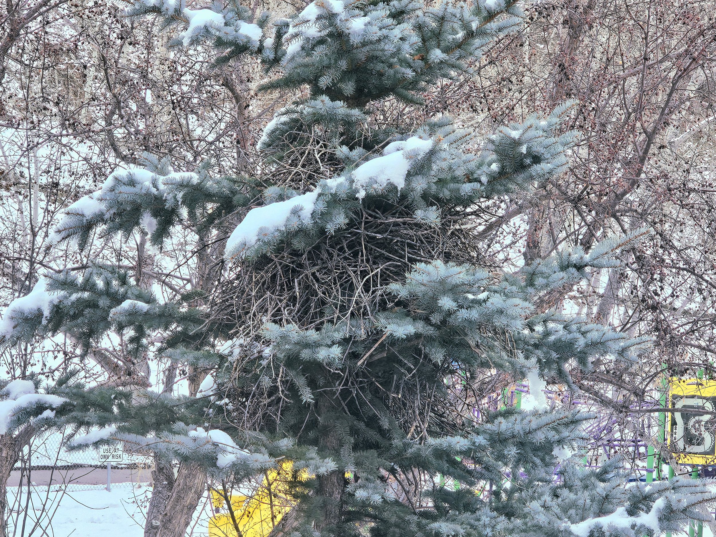 Magpie nest.jpg