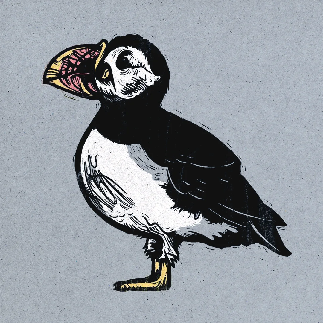 puffin.jpg