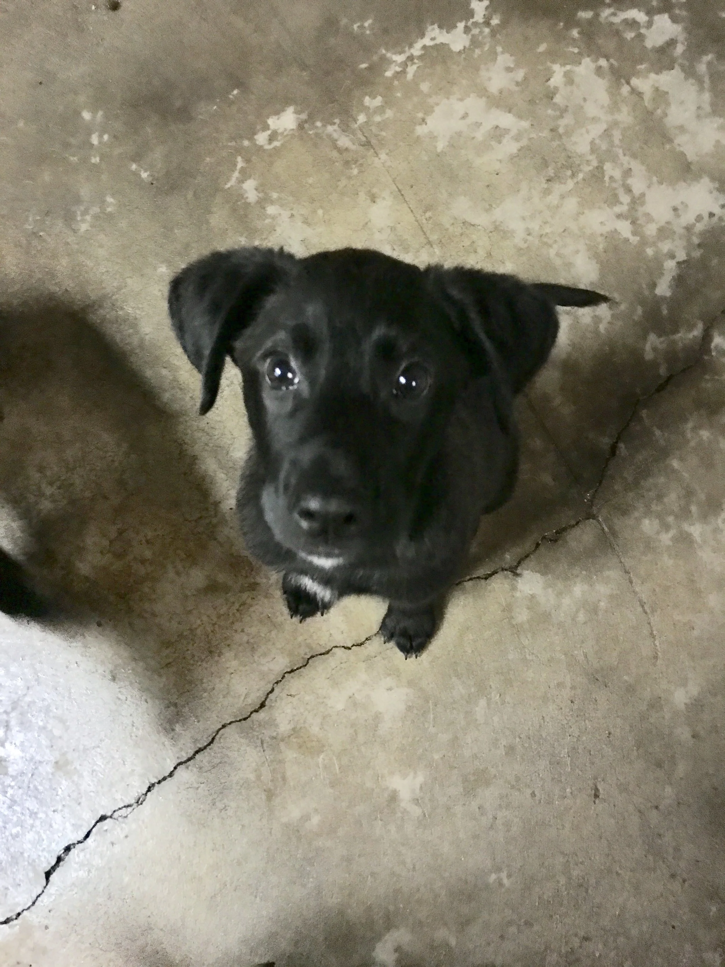 OSCAR