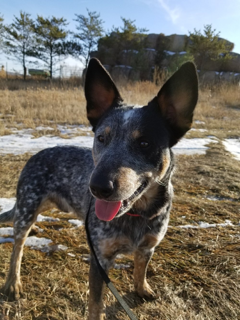 Meet Blue, my parents' coyote/heeler mix. Her love for toys almost matches  my love for her. Hobbies include relentlessly bringing humans mulch in  hopes someone will consider it a stick, playing frisbee