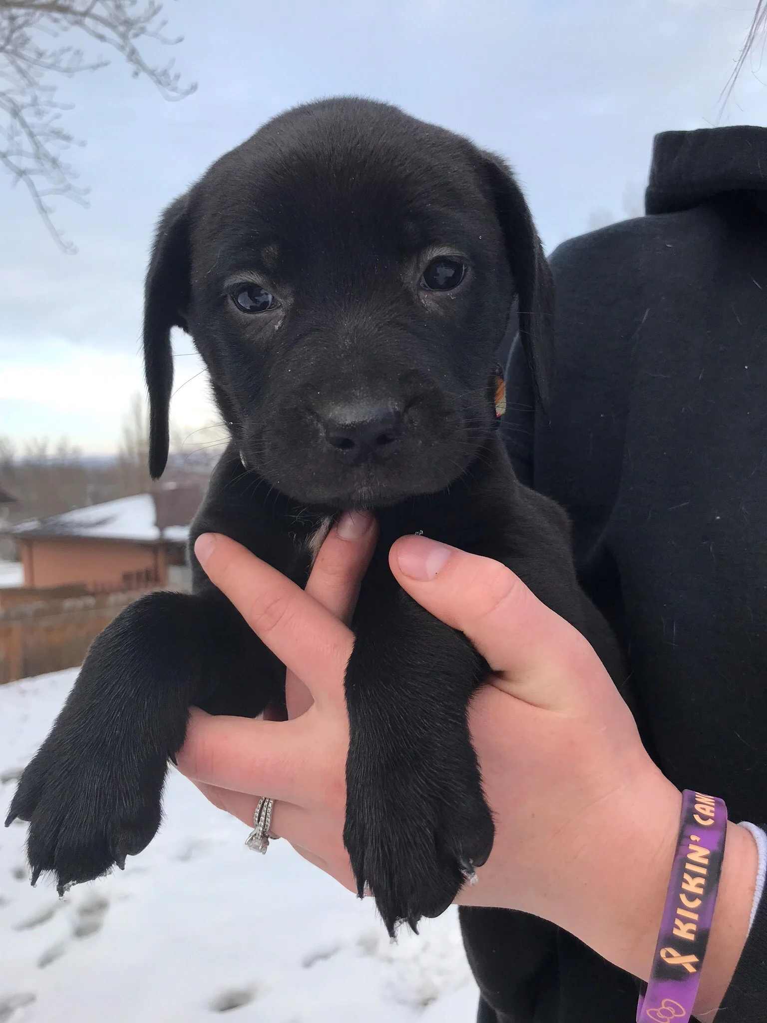 Bella