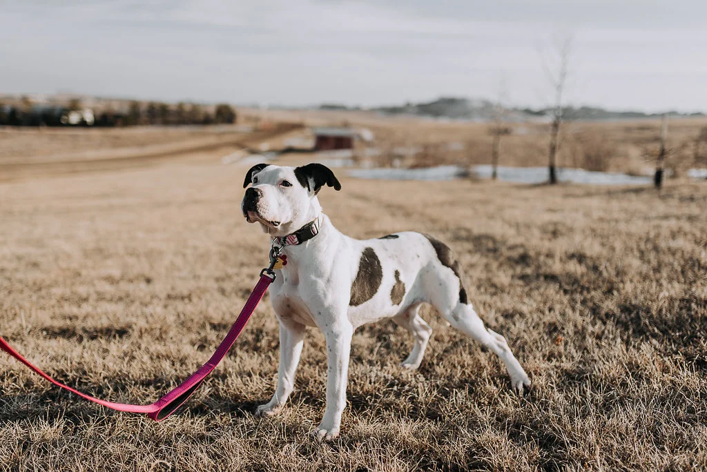 bismarck-dog-rescue-adoption-19.jpg