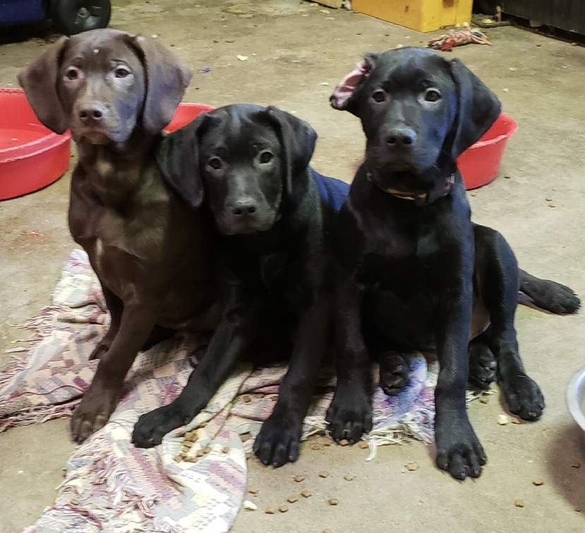 Sophie, Hudson, Finn