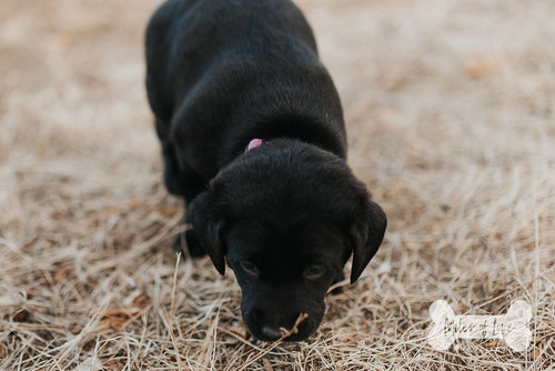 ADDIE
