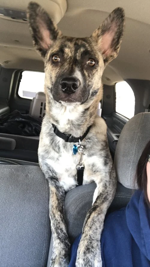 KAHLUA-TRANSFERRED