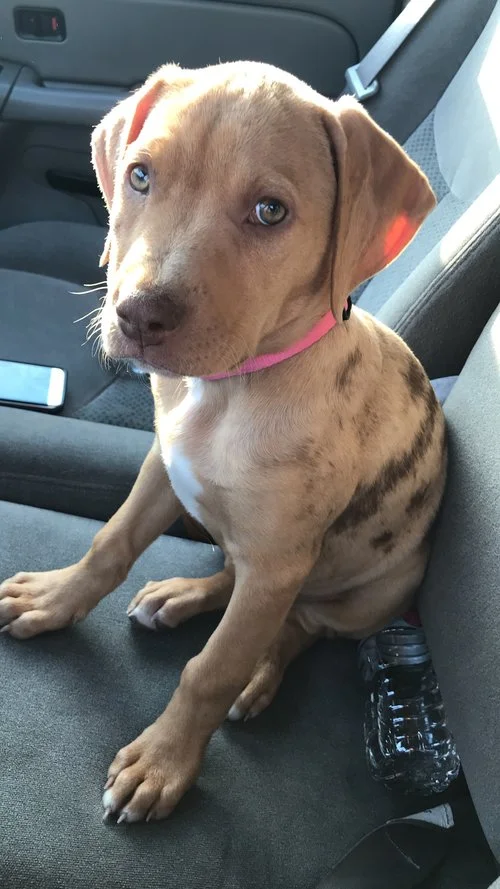 DAISY