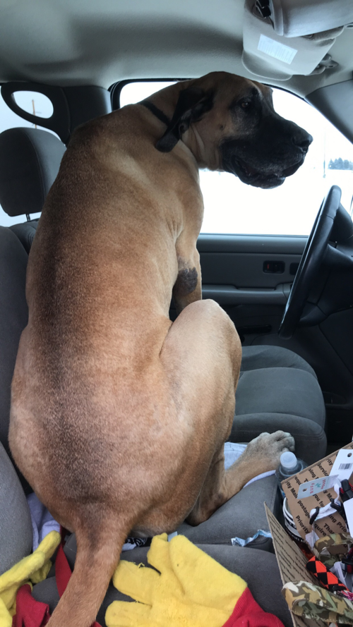DUKE