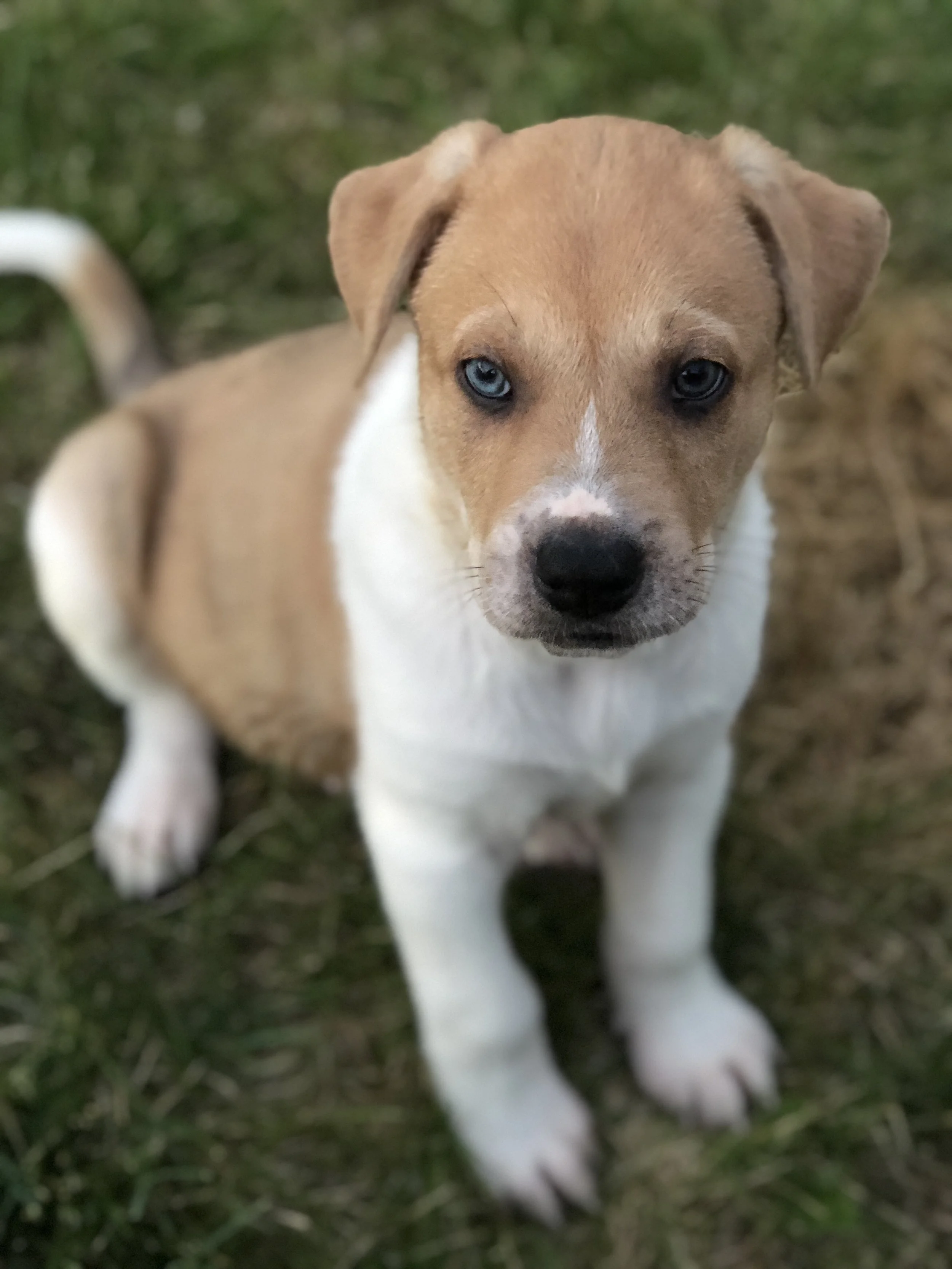 ZORRO