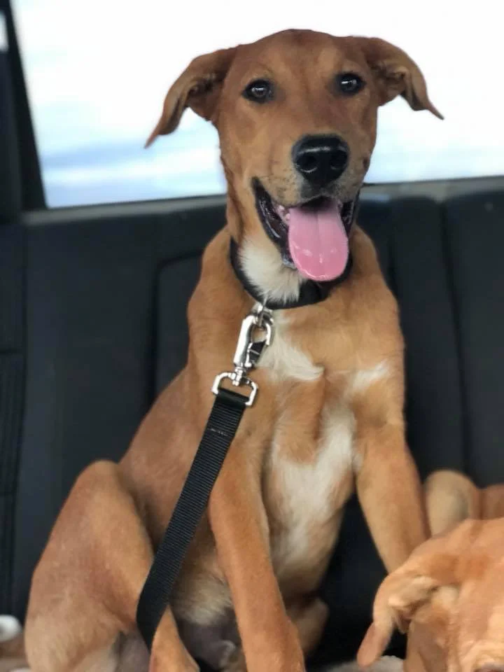 RAMBO