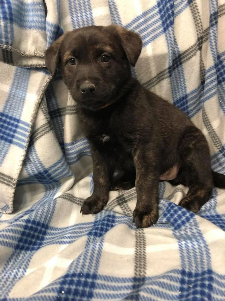 CHEYENNE