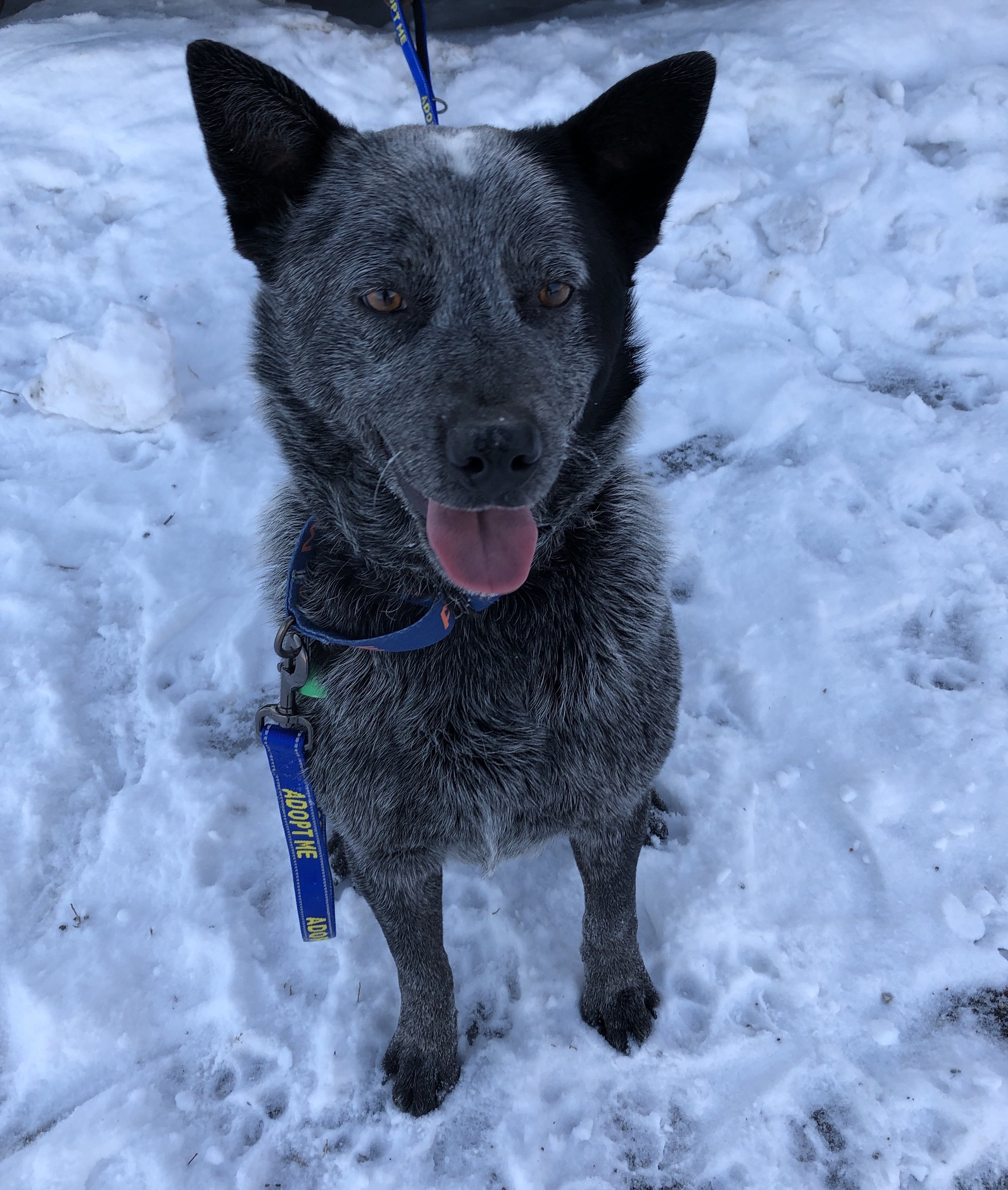 BRUCE