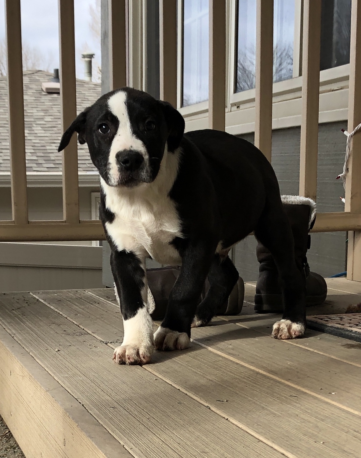 OLAF