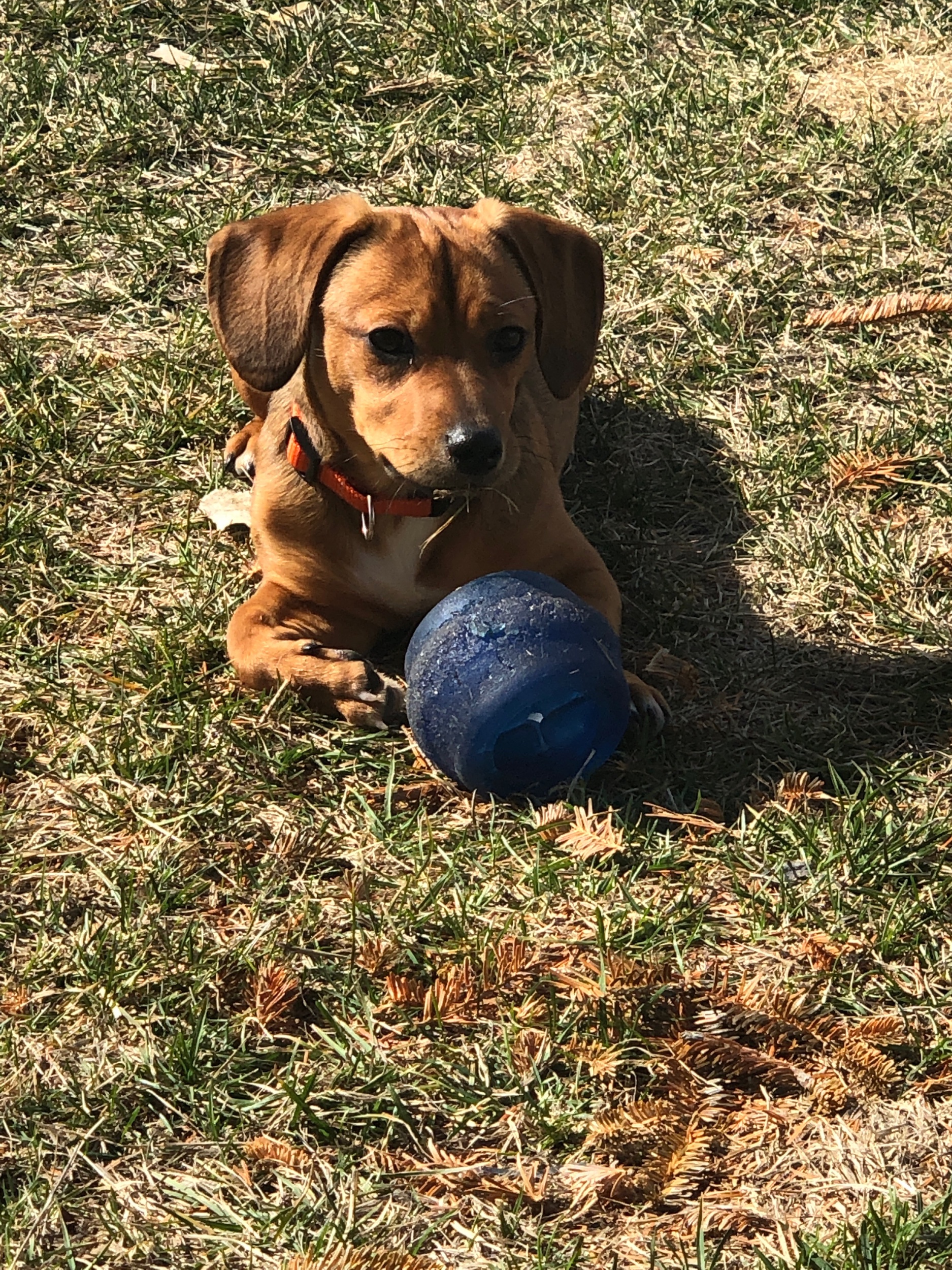 PENNY