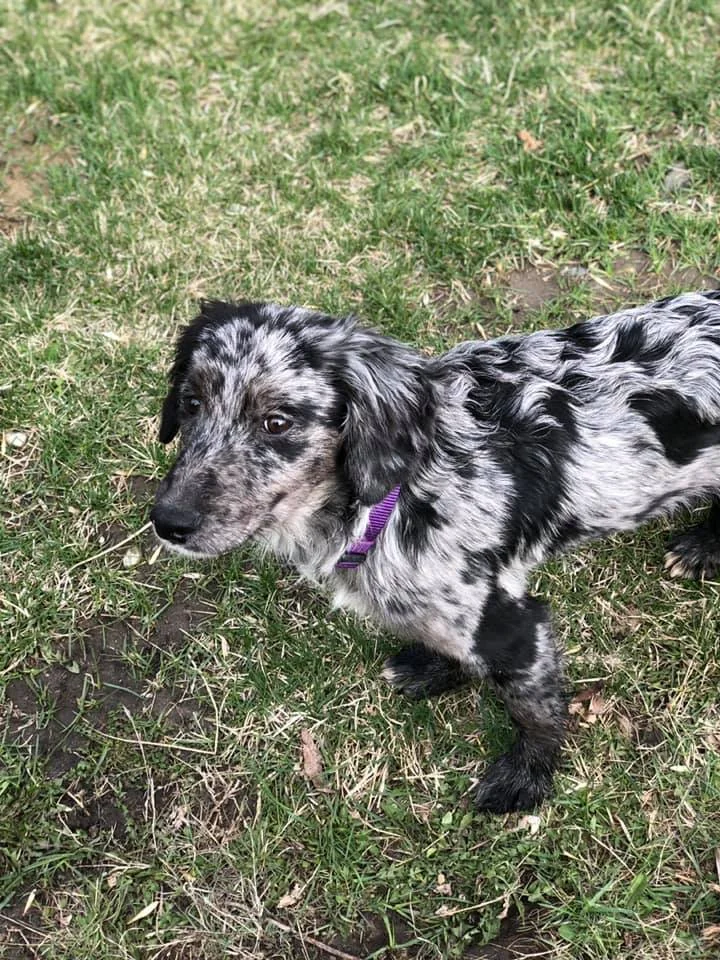 FLYNN