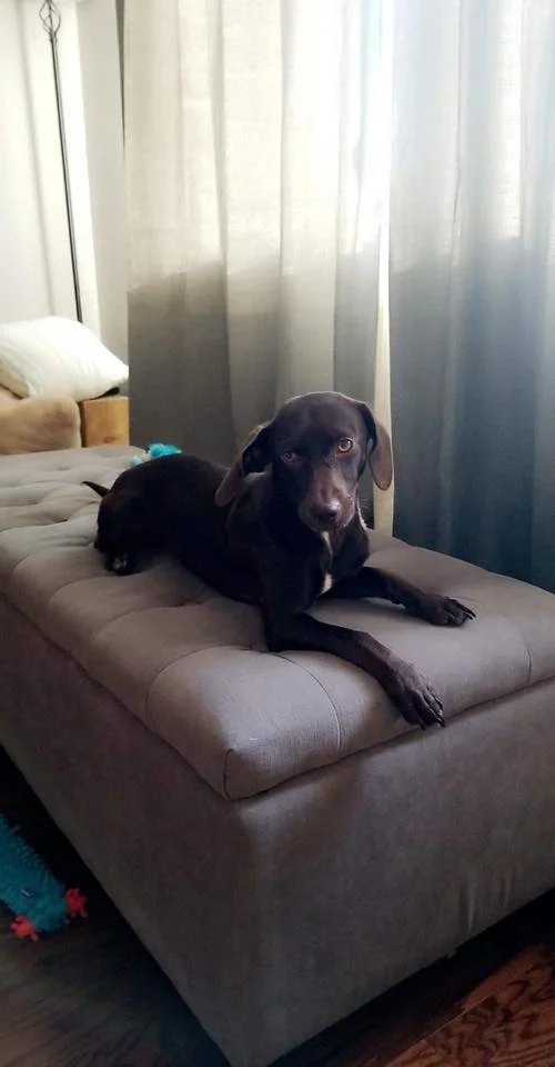 HAZEL