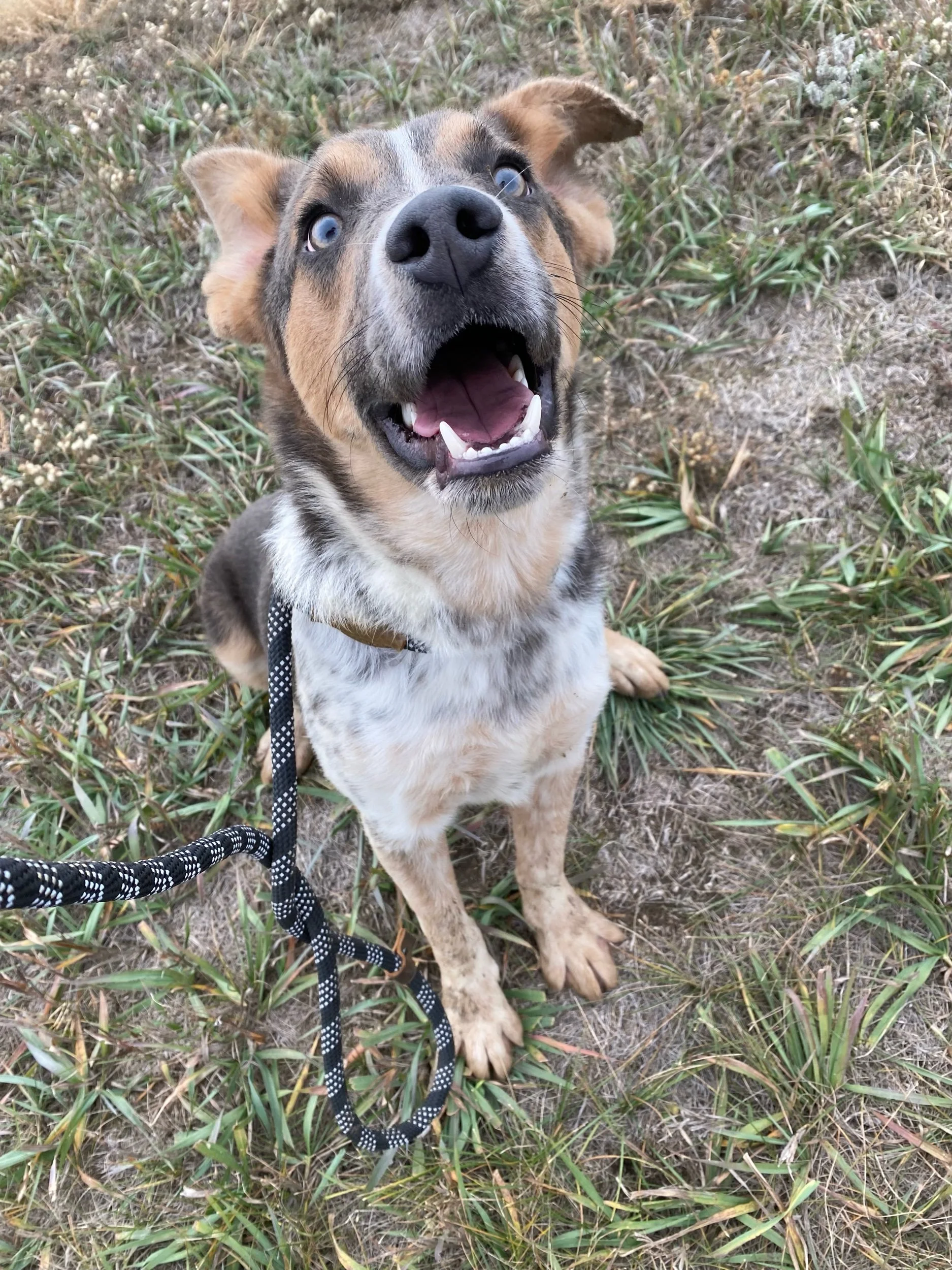 Banjoadoption pending — Miles of Love Dog Rescue