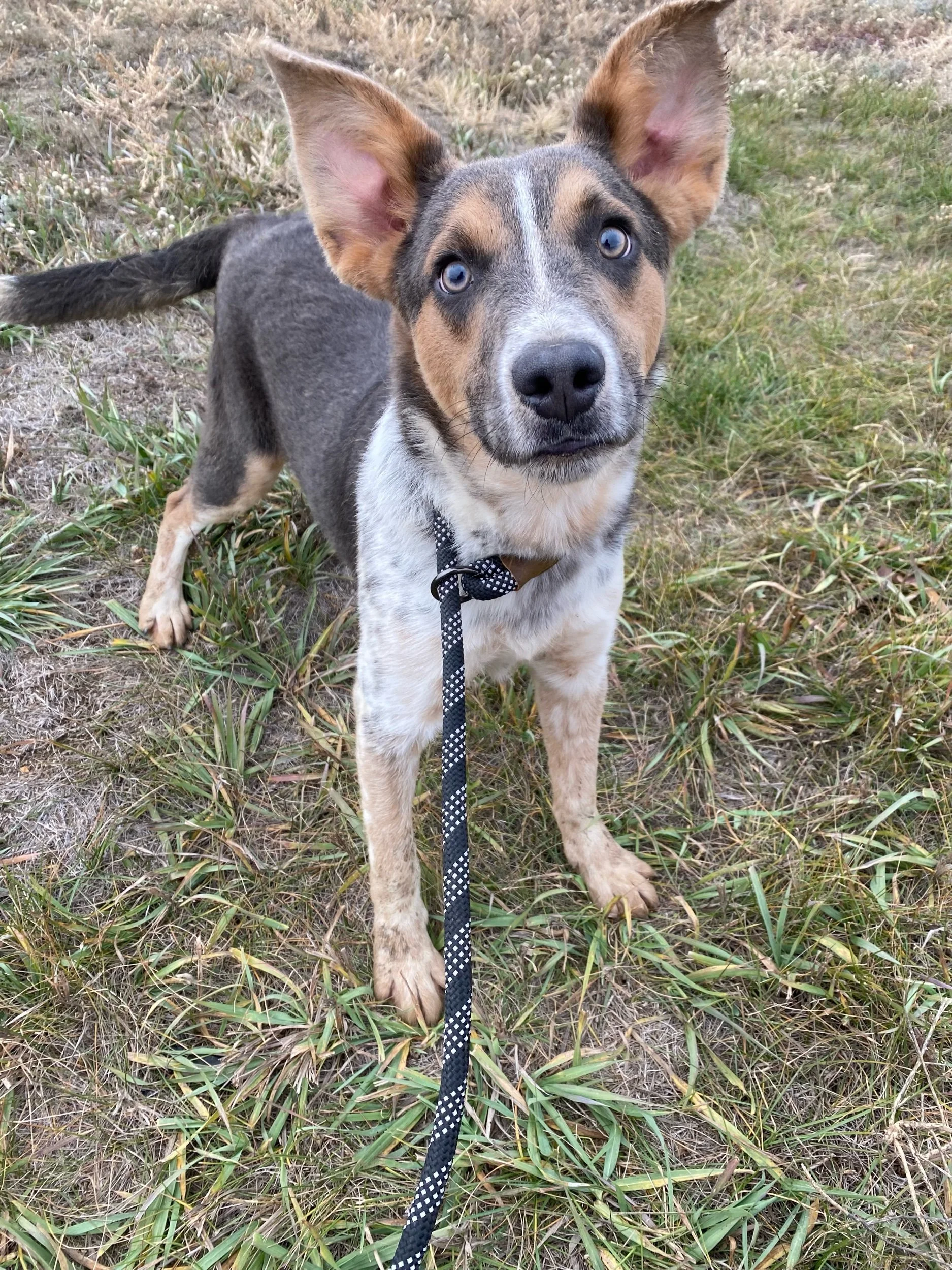 Banjoadoption pending — Miles of Love Dog Rescue