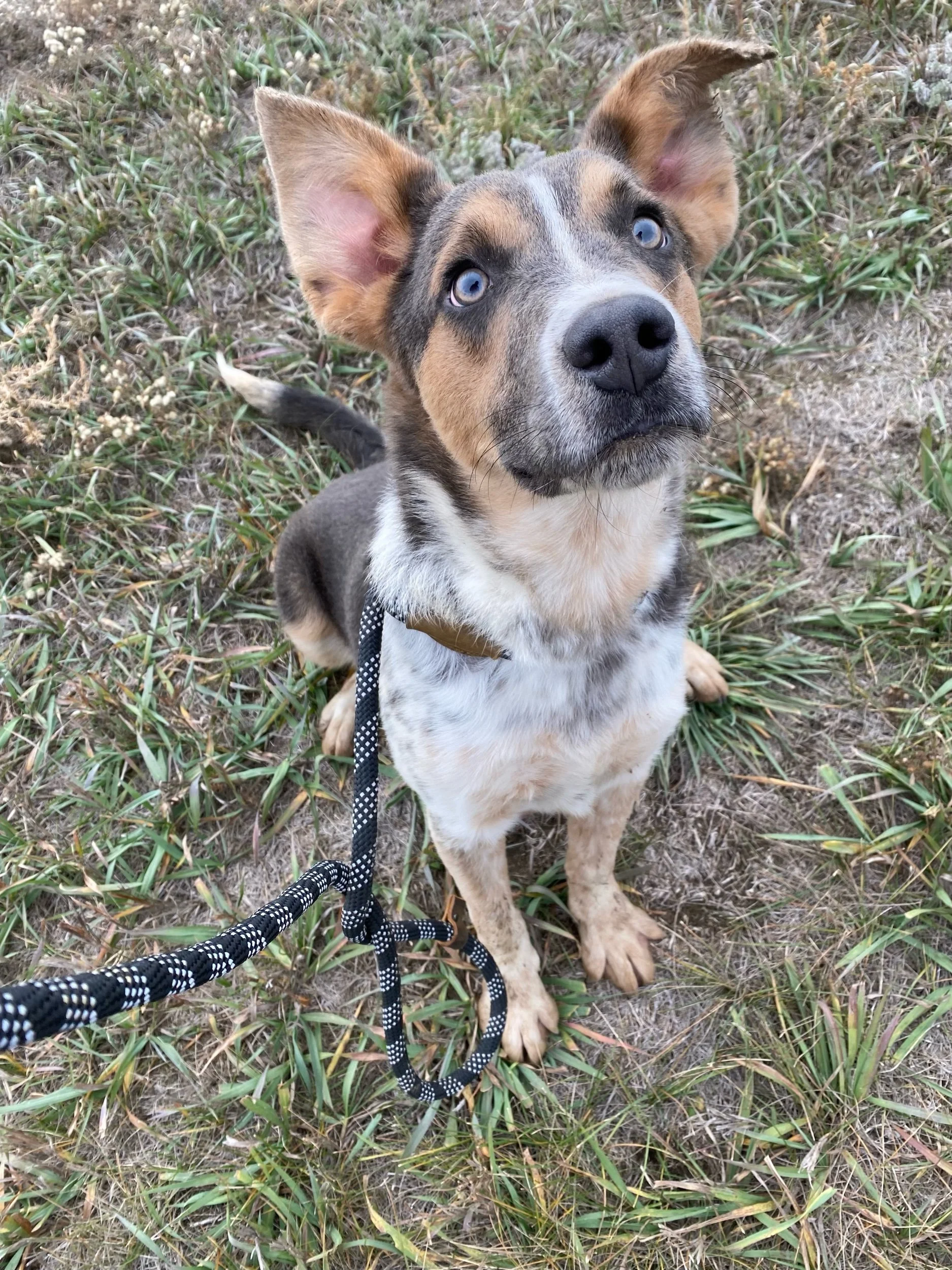 Banjoadoption pending — Miles of Love Dog Rescue