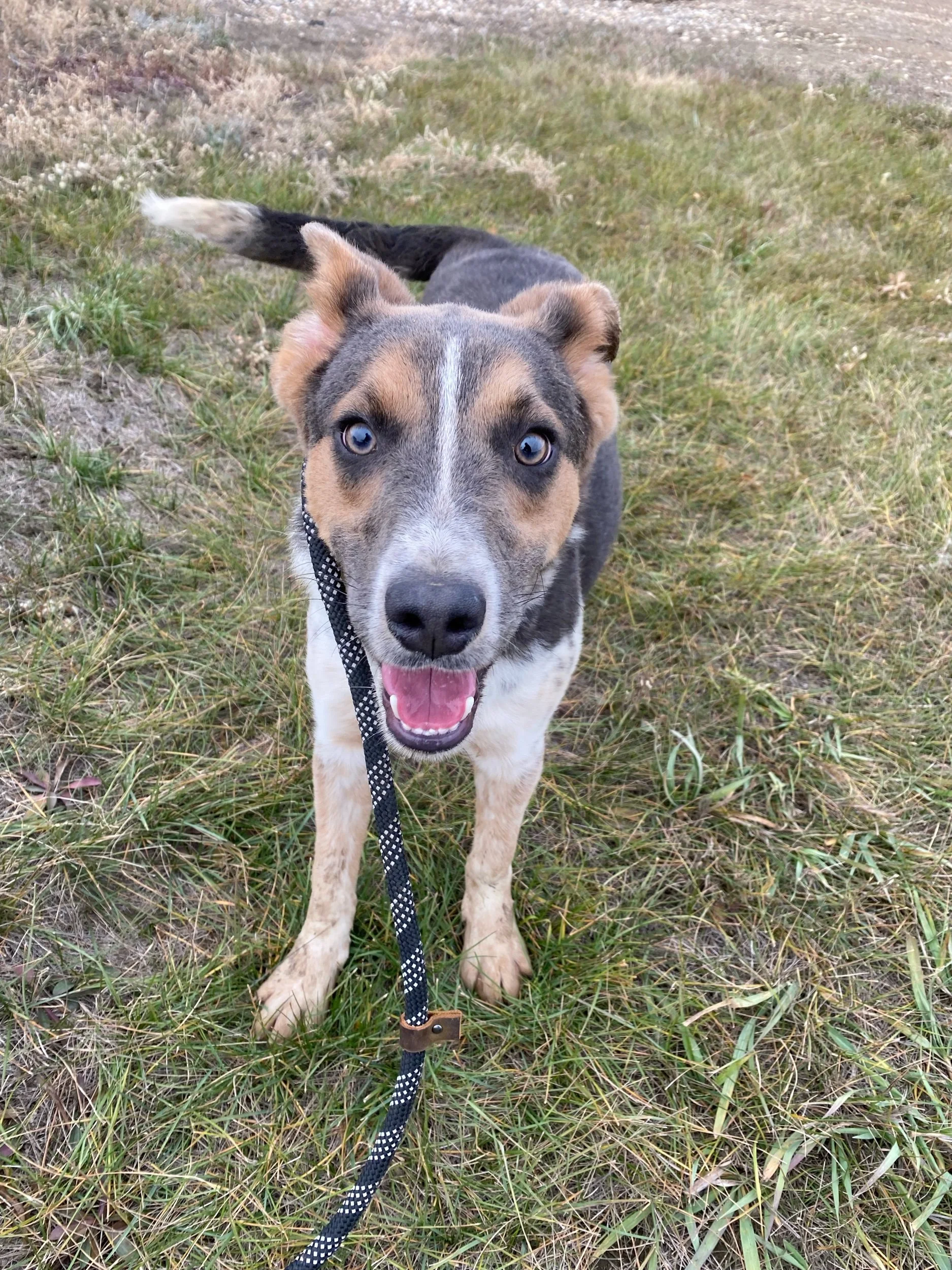 Banjoadoption pending — Miles of Love Dog Rescue