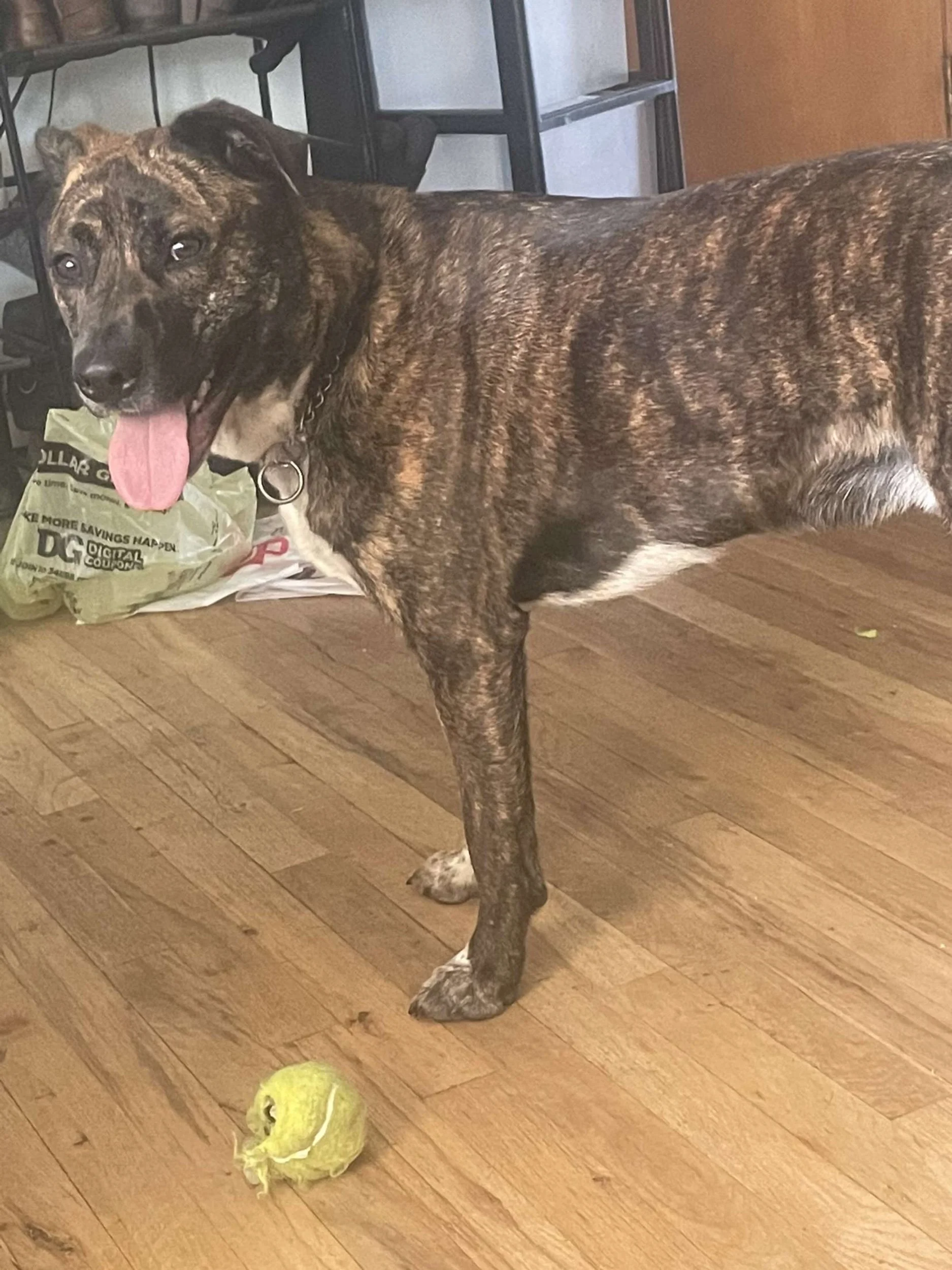 Are Australian Shepherd And Boxer Mix