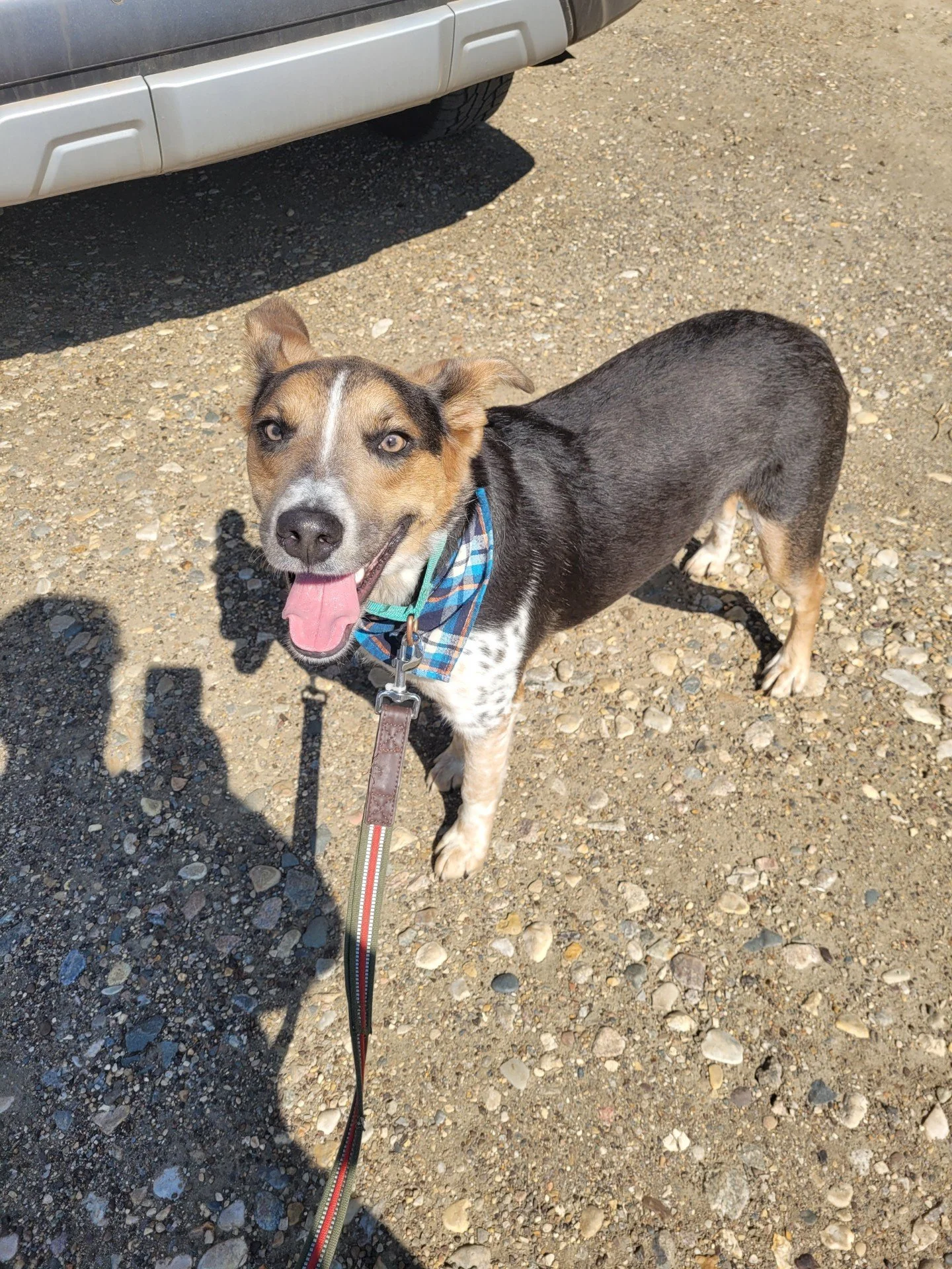 Banjoadoption pending — Miles of Love Dog Rescue