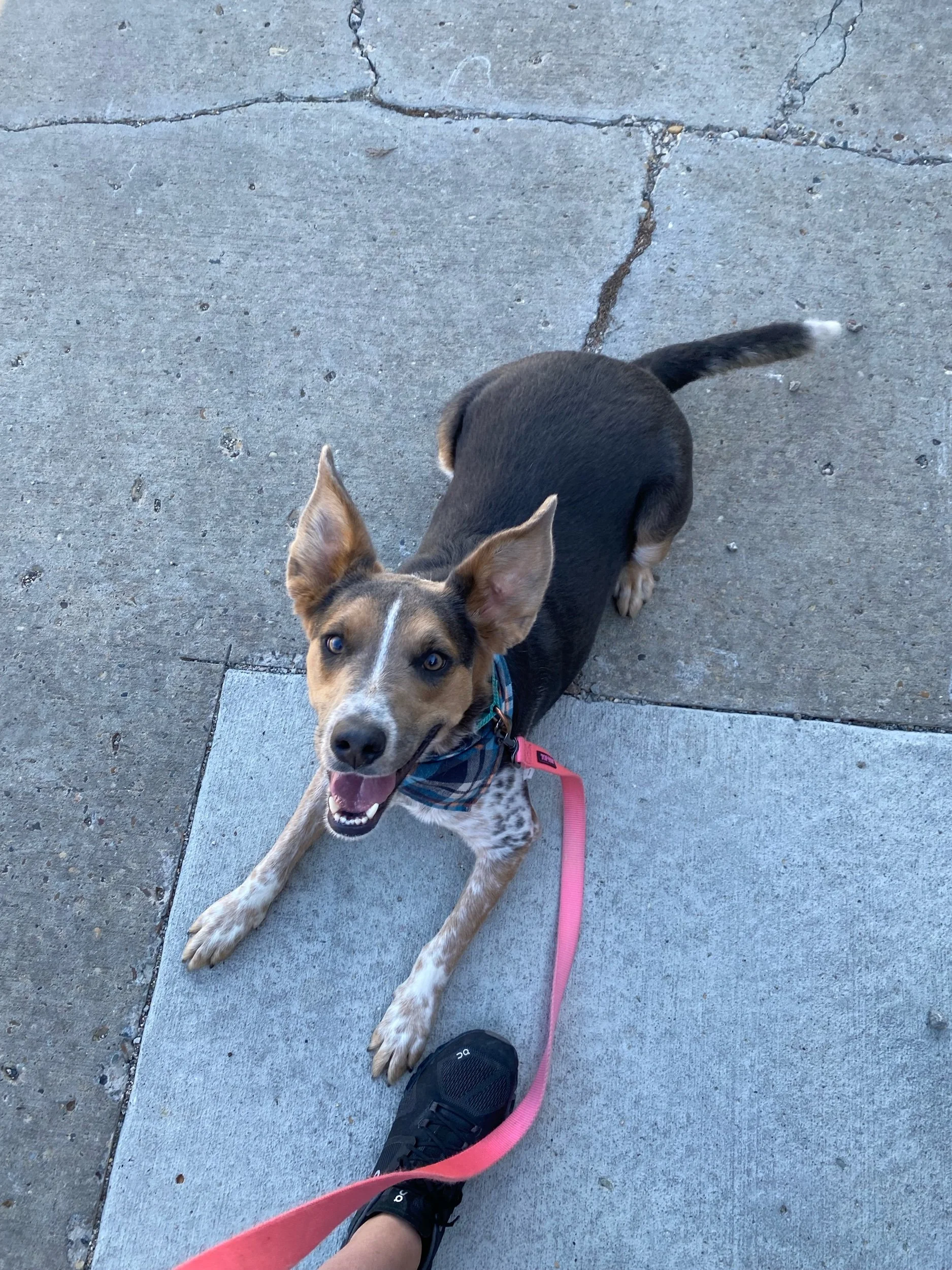 Banjoadoption pending — Miles of Love Dog Rescue