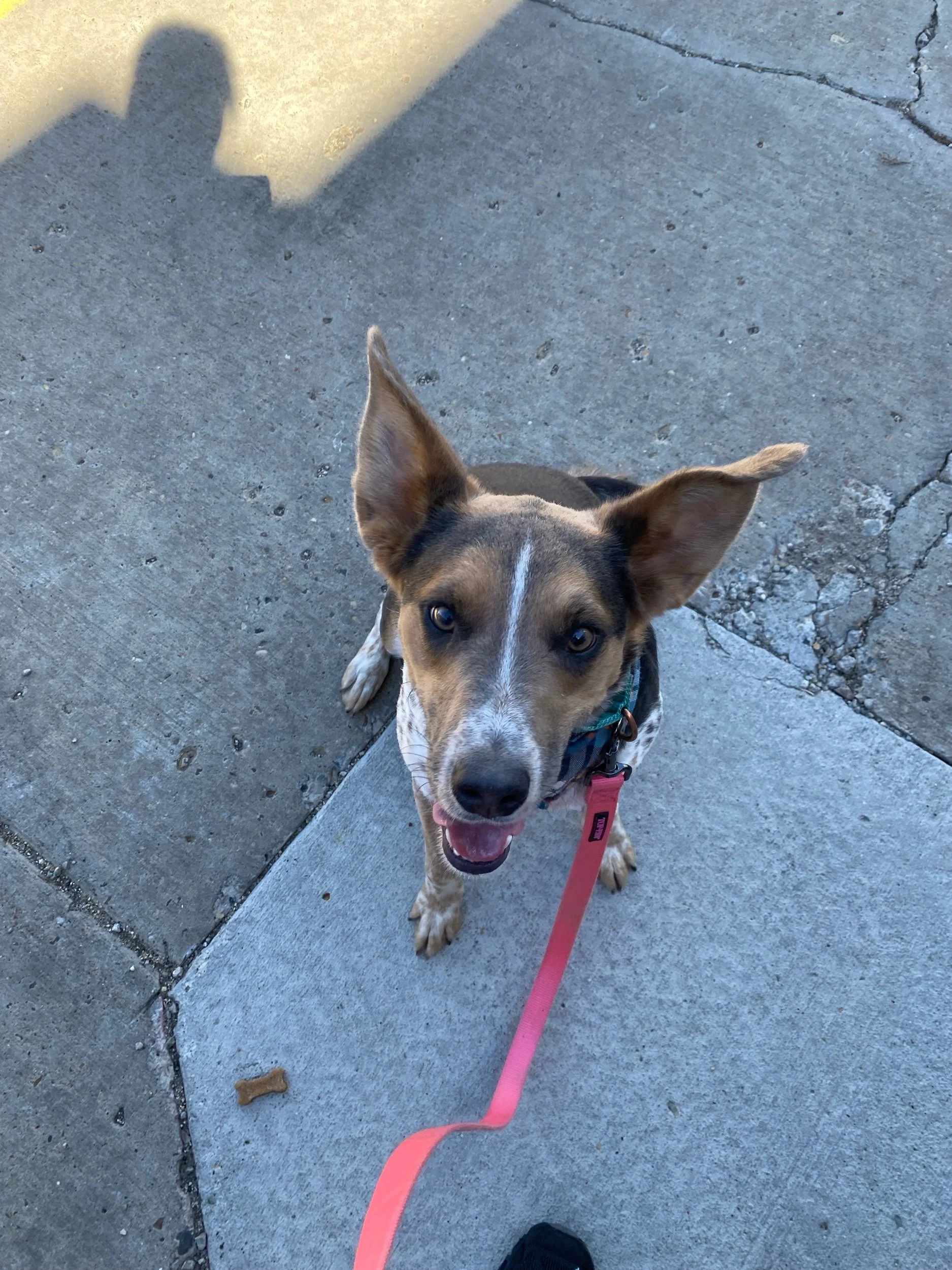 Banjoadoption pending — Miles of Love Dog Rescue