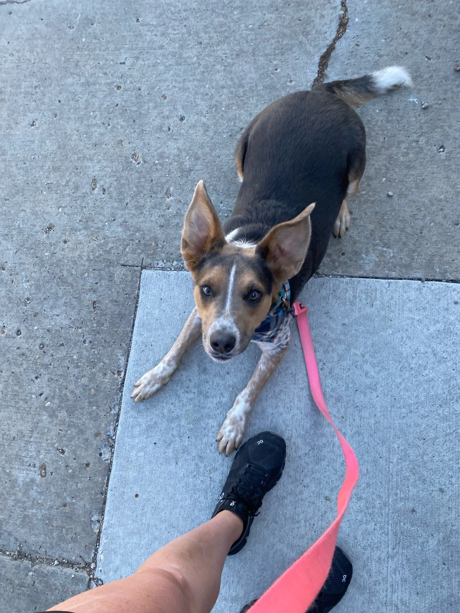 Banjoadoption pending — Miles of Love Dog Rescue