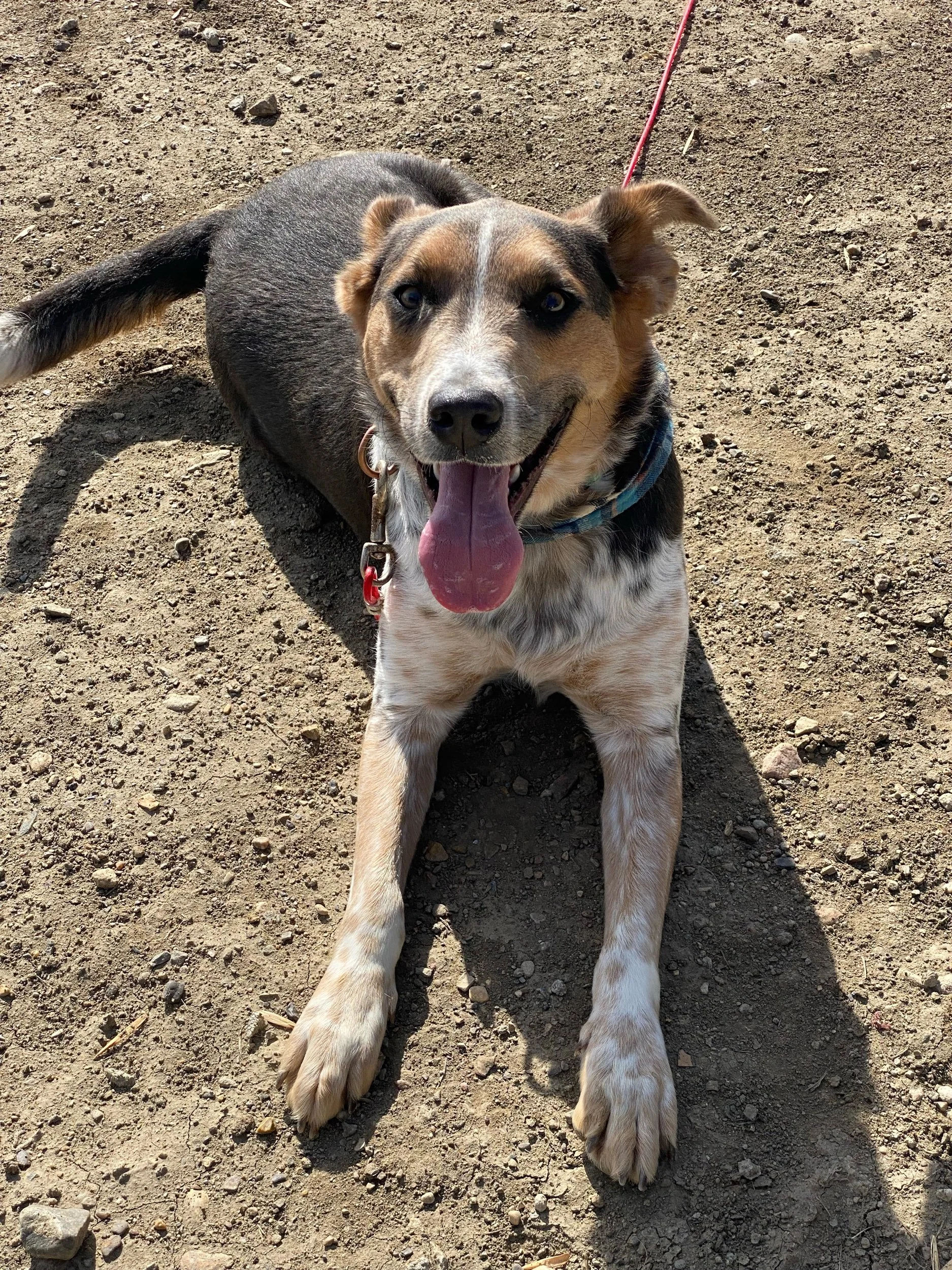 Banjoadoption pending — Miles of Love Dog Rescue