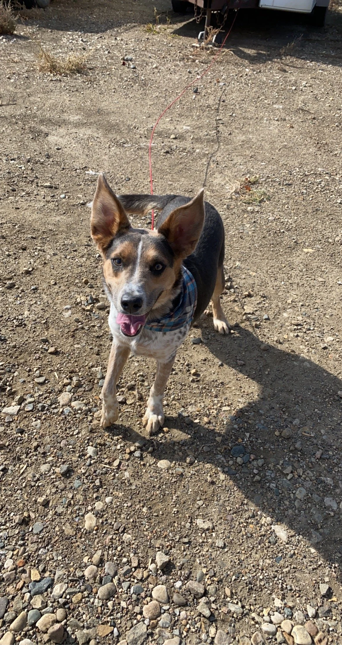 Banjoadoption pending — Miles of Love Dog Rescue