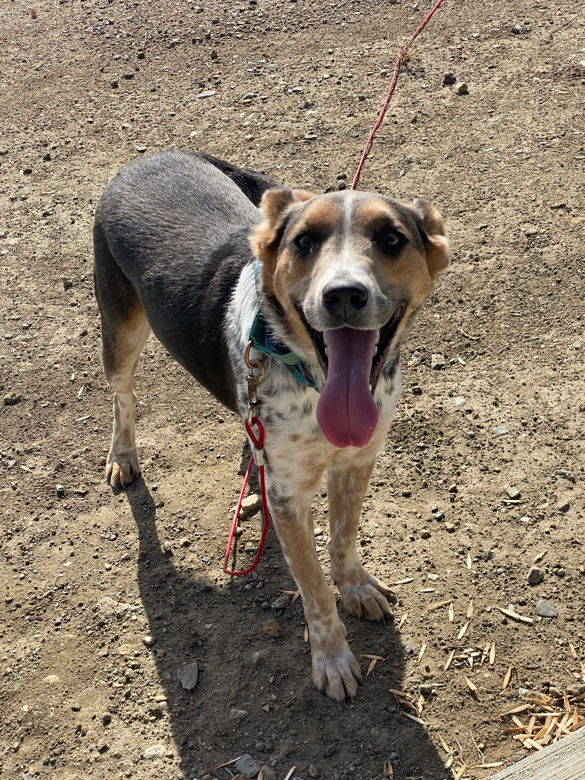 Banjoadoption pending — Miles of Love Dog Rescue