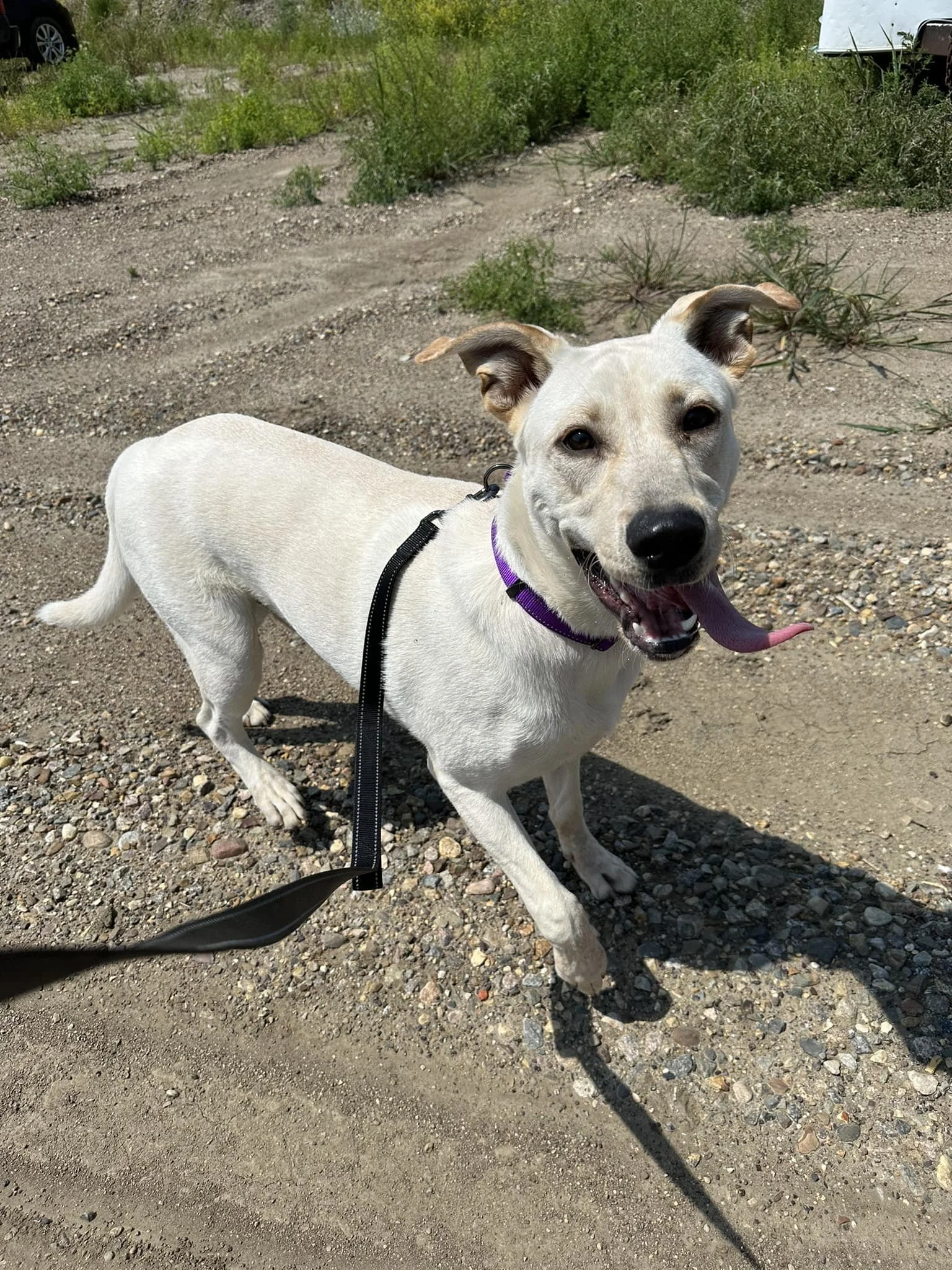 White Greyhound Lab Mix